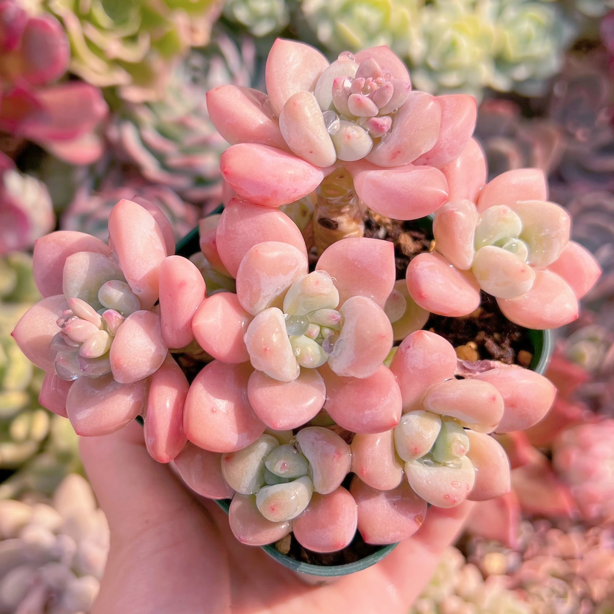 現品　マカロン#641　群生　新入荷　るる農園