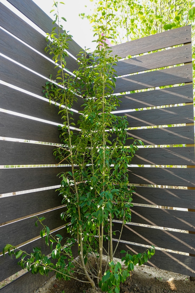 ソヨゴ株立　樹高1.80m