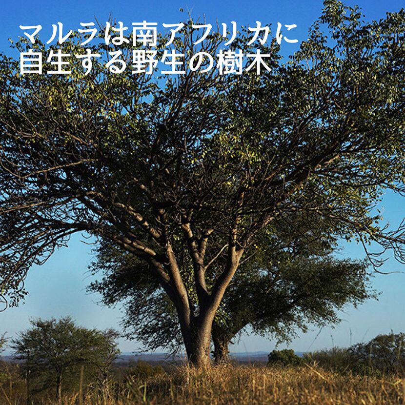 マルラオイル 精製 100% オーガニック 不飽和脂肪酸 20ml