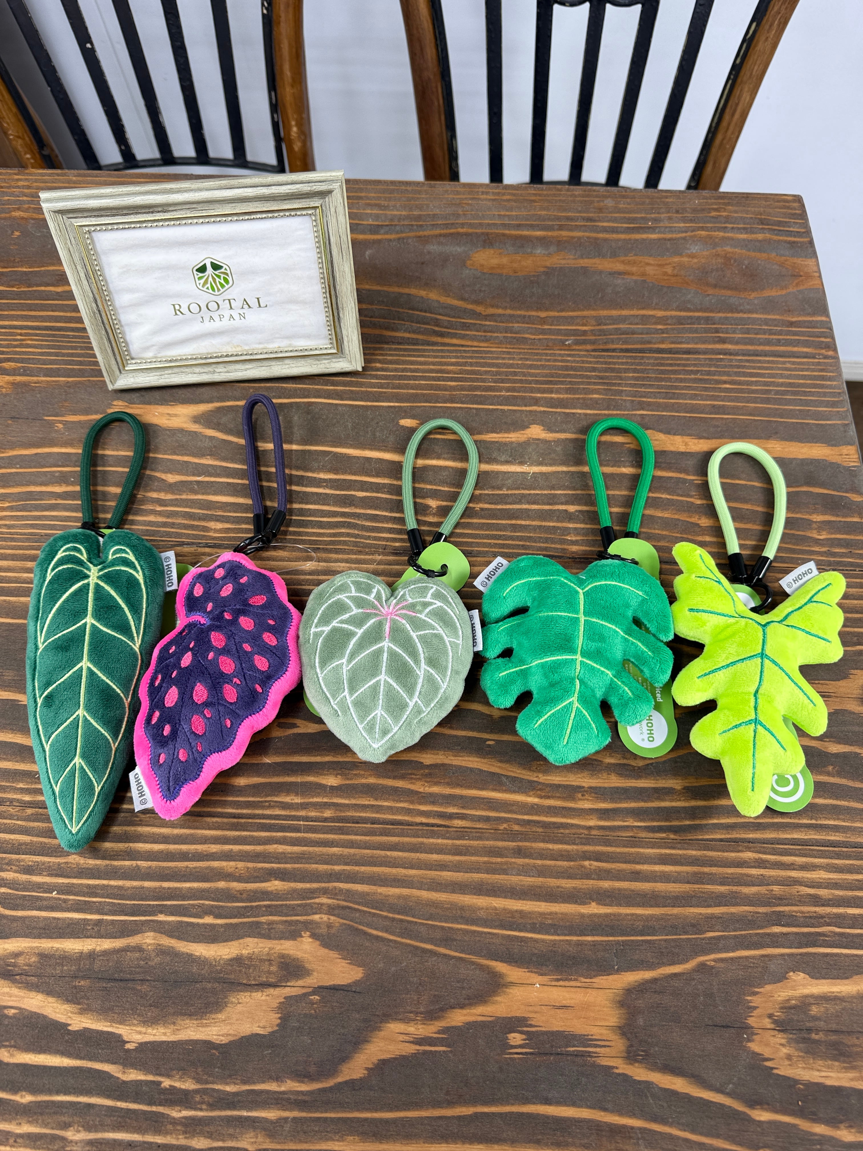 797★broach!O!ribbon モルタル雑貨　（お任せ植物付き） 【小さな自然を持ち歩く】観葉植物チャーム アロカシア ジャックリン