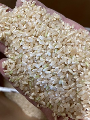 【定期購入】自然栽培の朝日米「玄米」　5㎏～【隔週】
