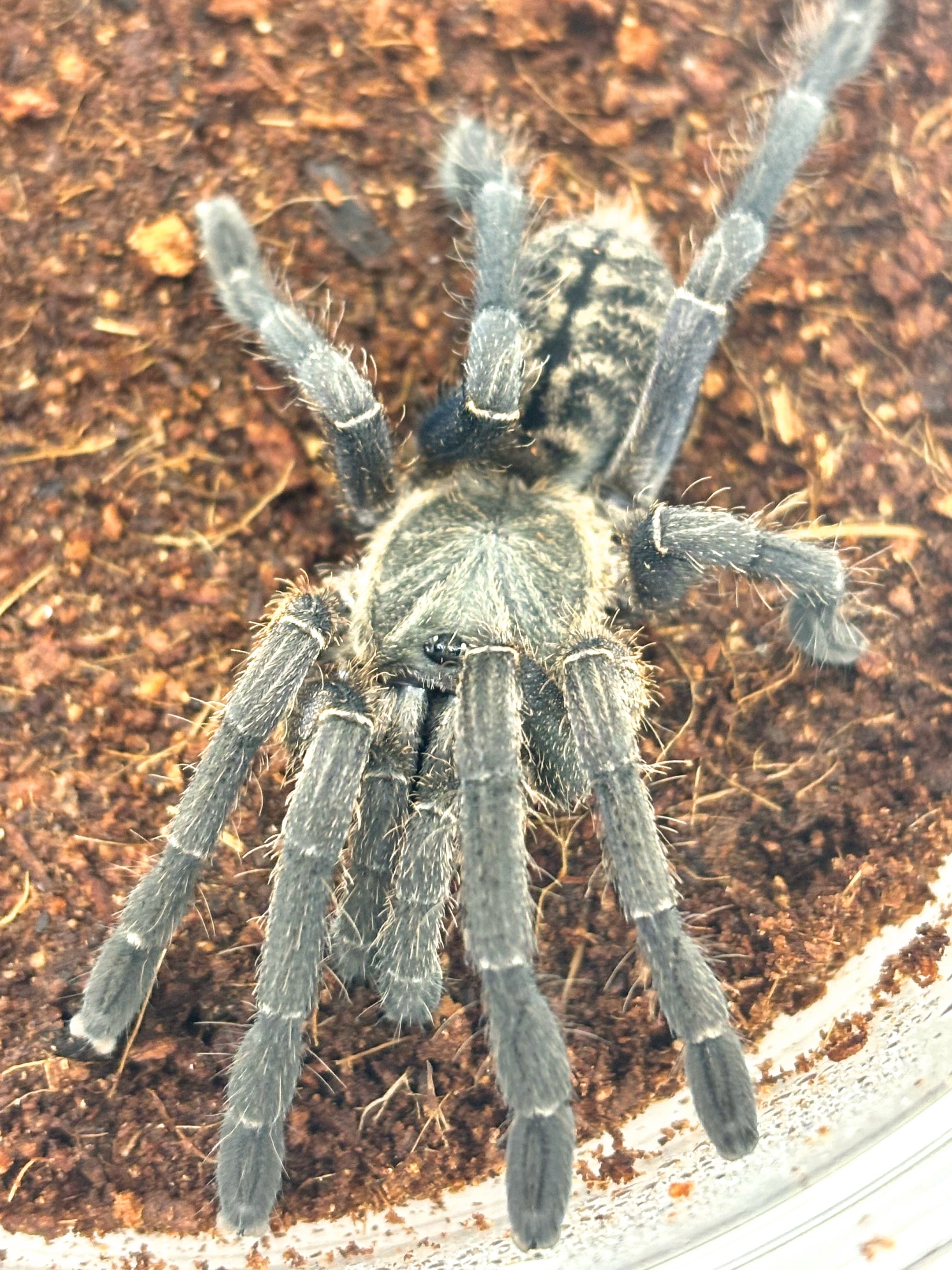 WCコバルトブルータランチュラ（Cyriopagopus lividus） コバルトブルータランチュラ Cyriopagopus lividus 1匹 | まるころ商店