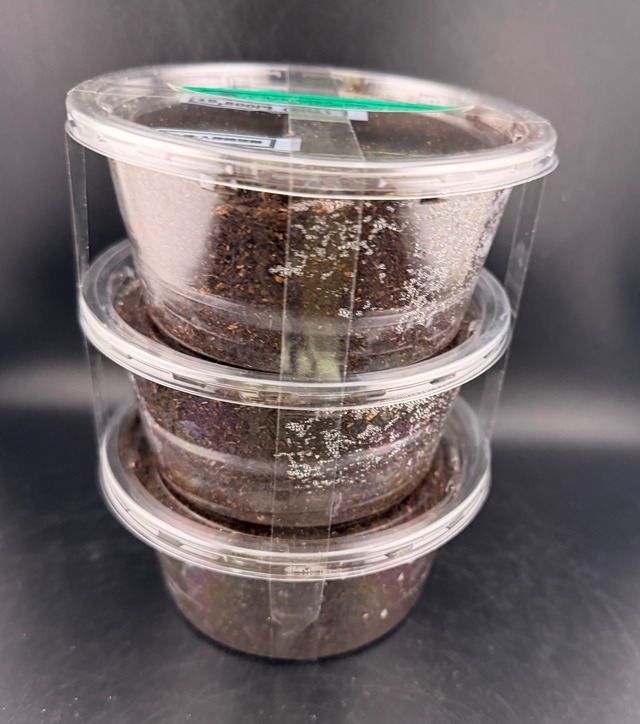 《ペーニャヒメゾウカブト 幼虫3頭セット》Moro氏委託個体