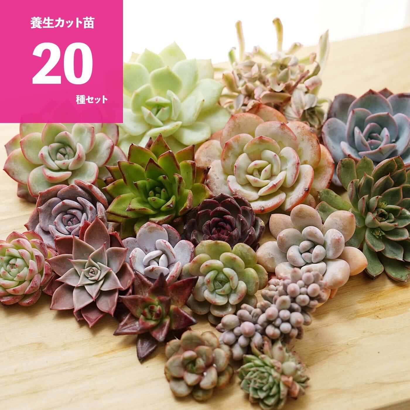 多肉植物 エボニー  抜き苗♡ 多肉植物 エボニー 抜き苗♡ 【公式通販】