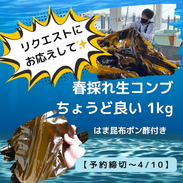 【リクエストに応えて少量作りました！！】2024年 春採れ 生コンブ 『ちょうど良い１kg』 はま昆布ポン酢付き【※予約締切～4/10】