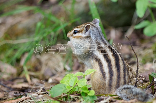 【ポストカード】貯めるのに忙しいんですがなにか？【エゾシマリス】