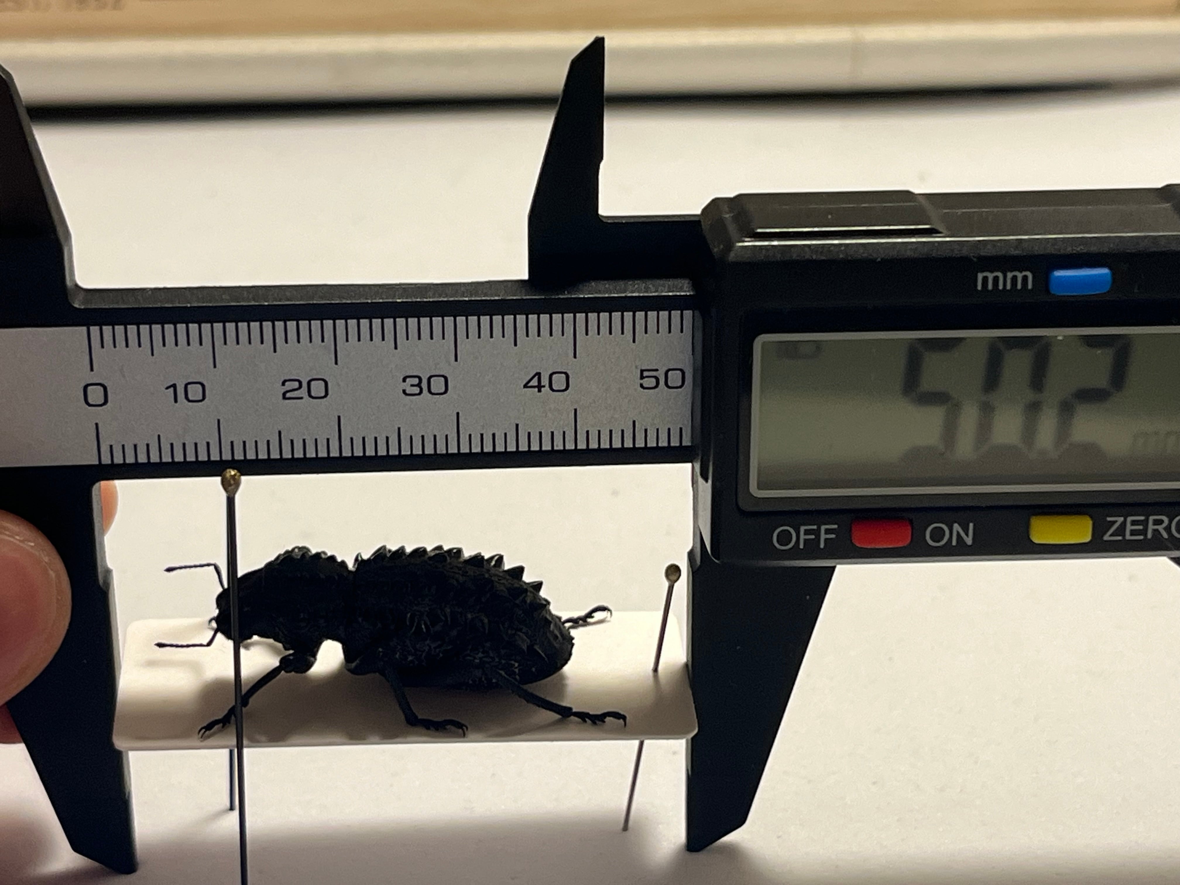 【属内最高峰】トゲトゲヘンテコゾウムシ Gagatophorus 標本甲虫 属内最高峰】トゲトゲヘンテコゾウムシ Gagatophorus 標本甲虫フン