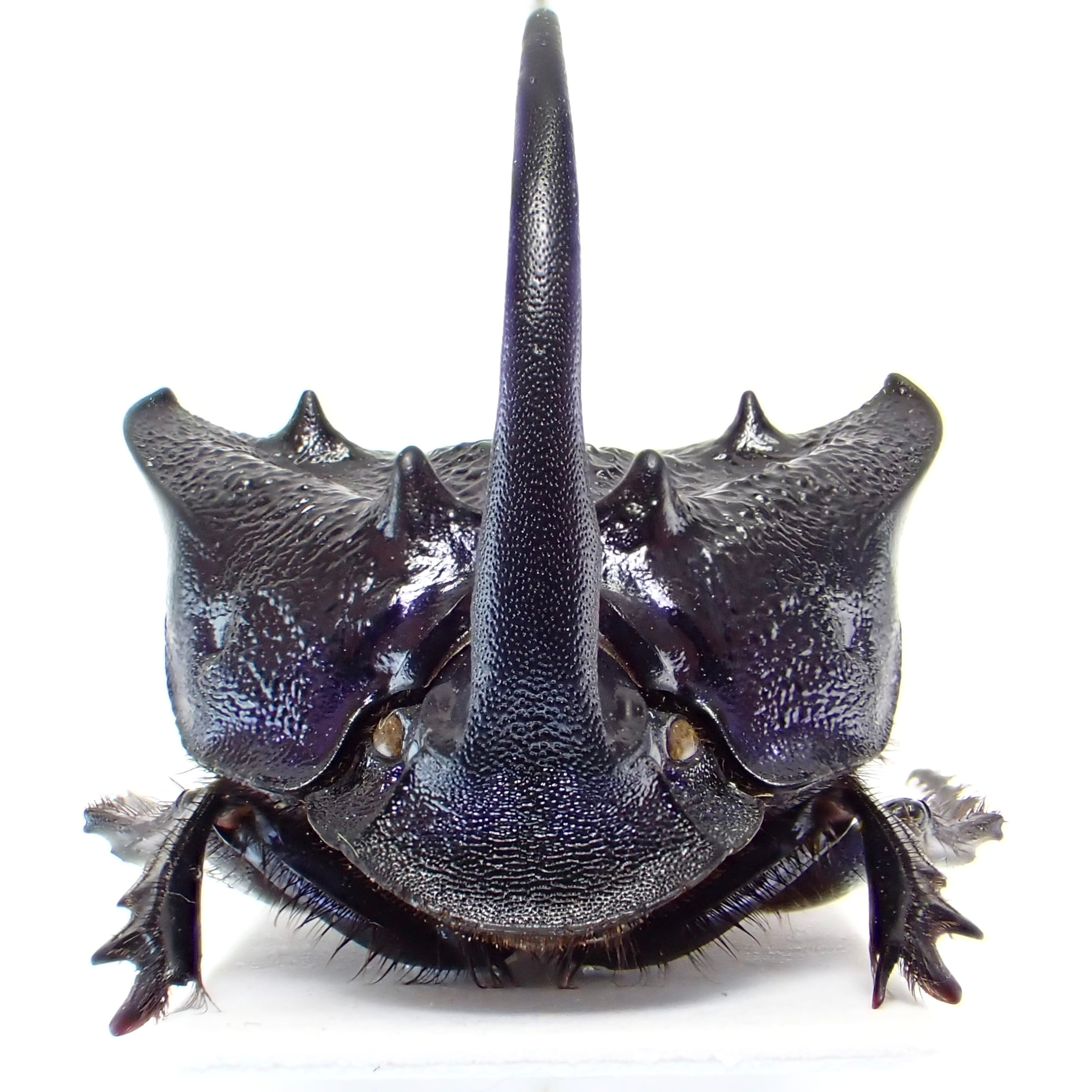 メキシコ産 Phanaeus quadridens ♂ 21mm XL | 昆虫標本 Diggers & Rollers