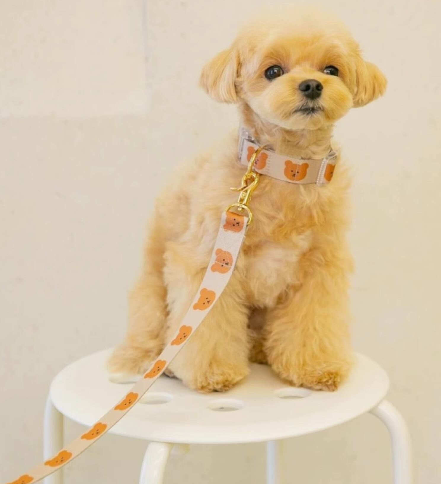 LOUIS VUITTON☆ヴィトン リード 小型犬 中型犬 バクスター 美品