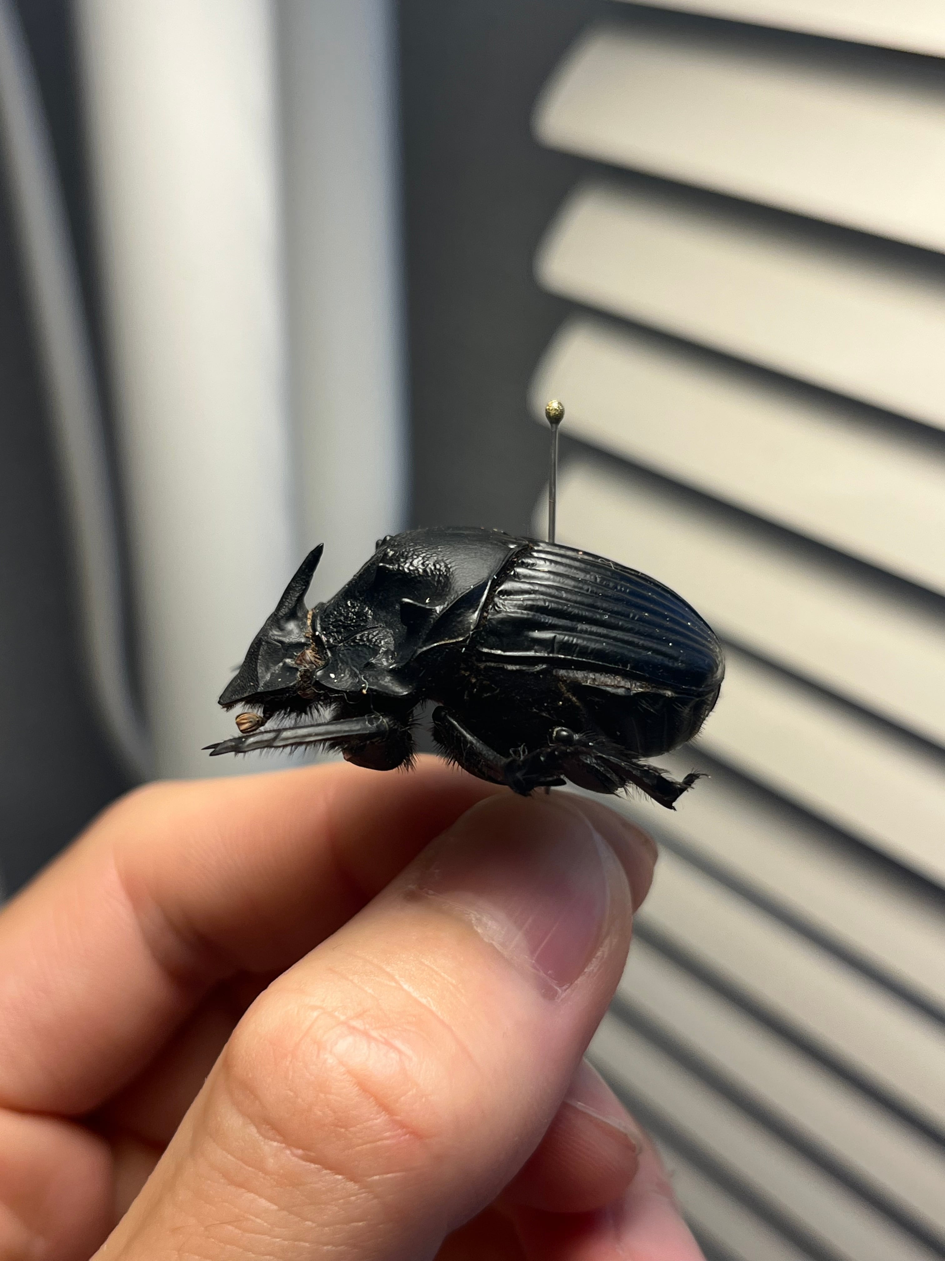 36mm♀】カブトダイコクコガネ ファウヌスダイコクコガネ 糞虫フン