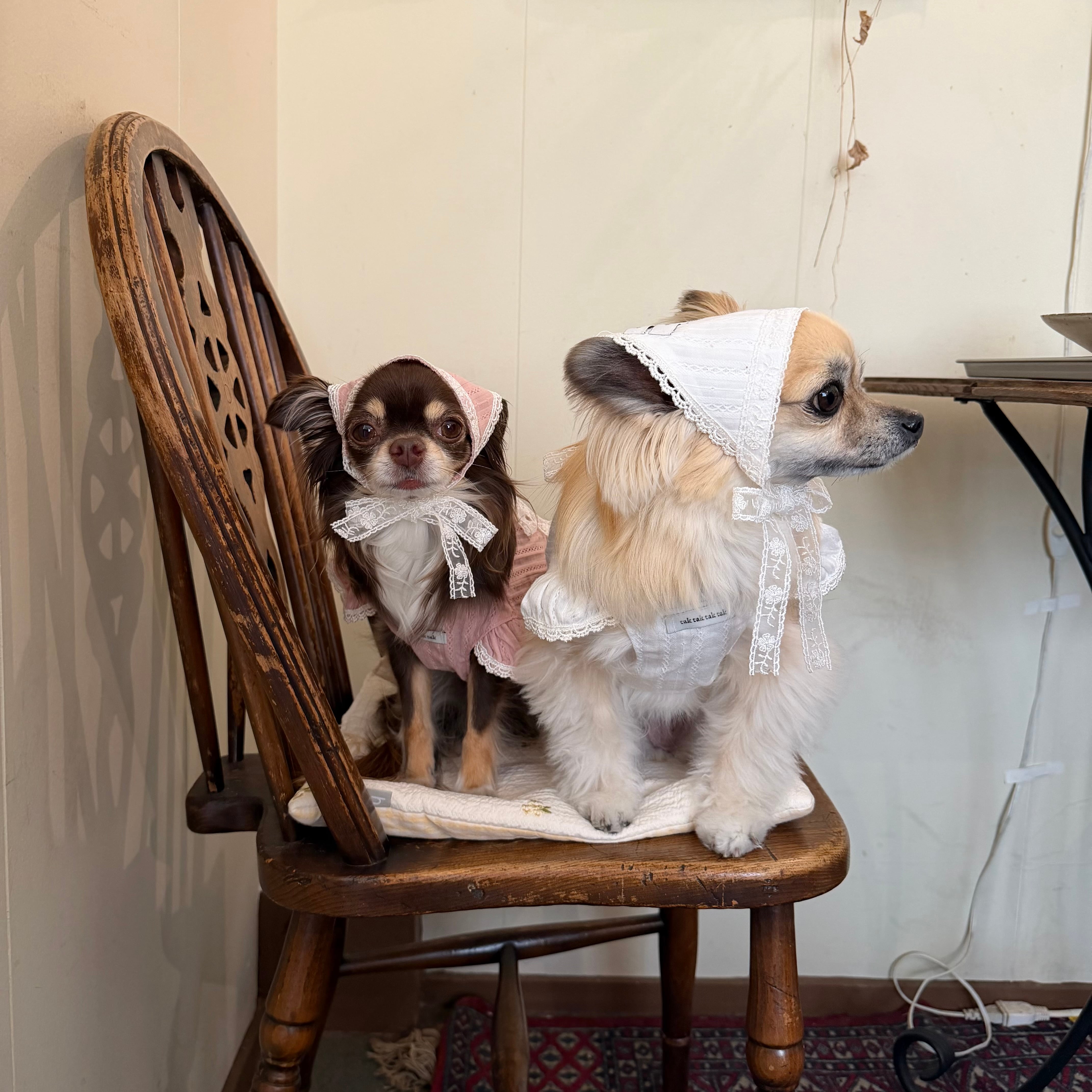 DOG WEAR | LUANA DOG