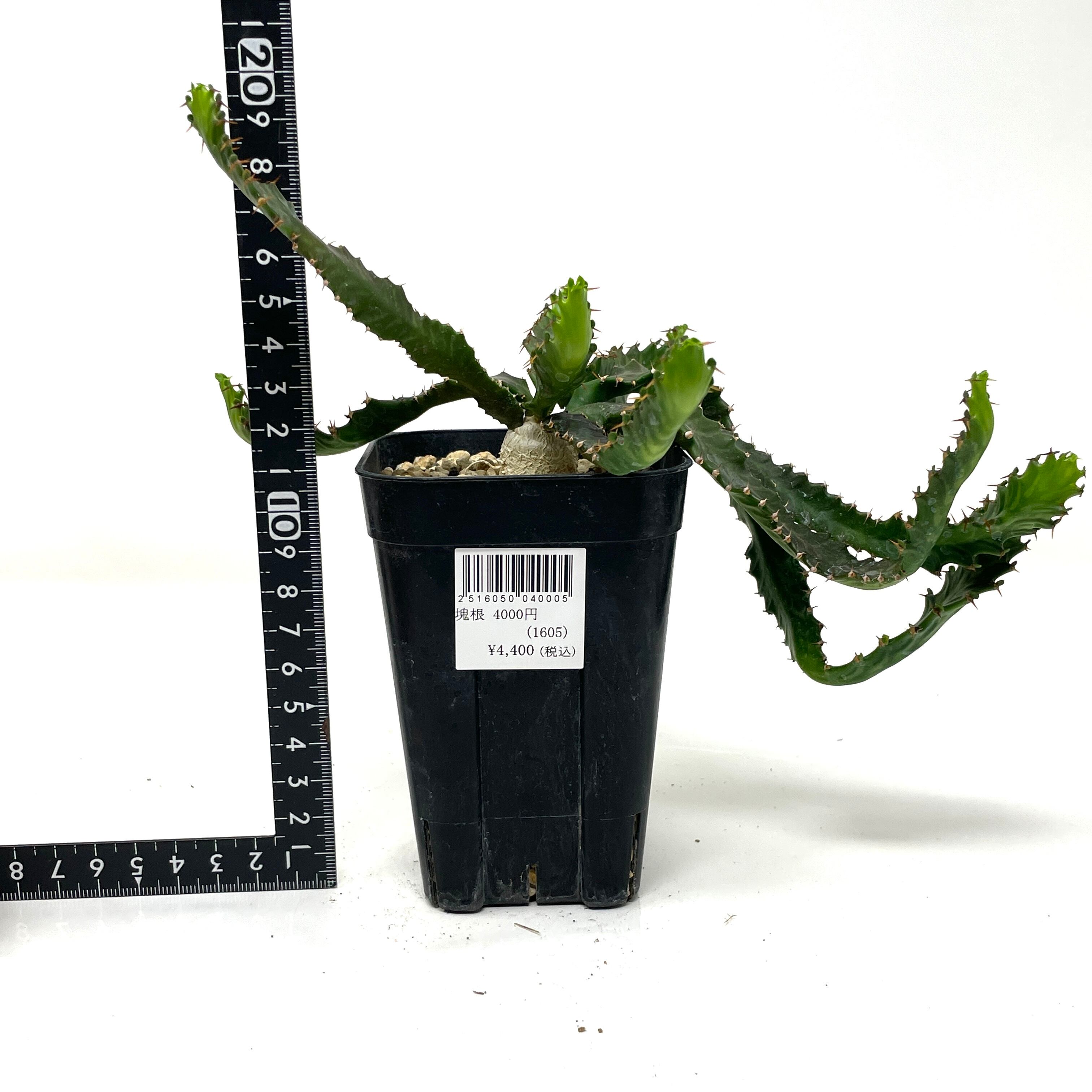 ユーフォルビア ステラータ 飛竜【105】 | PROTOLEAF プロトリーフ