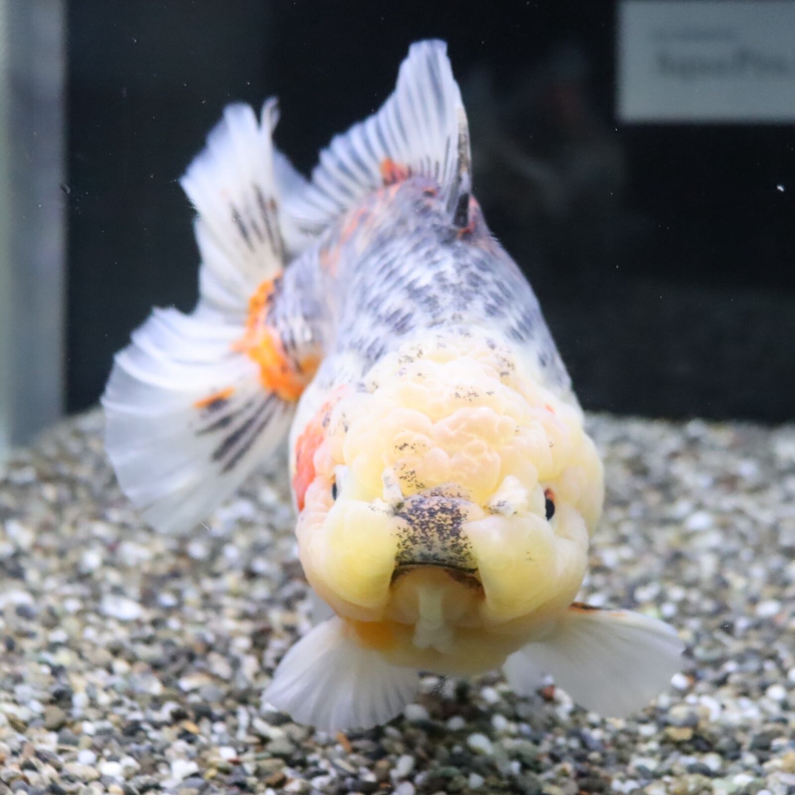 超極上！五色ローズテールオランダ　18cm± 超極上！五色ローズテールオランダ 18cm±