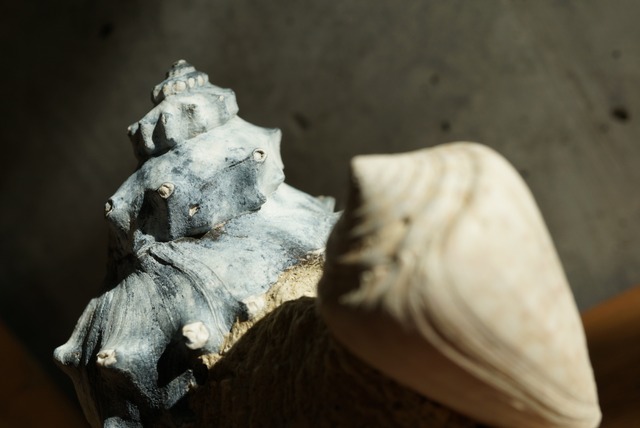 フランス産巻貝化石 Gastropod Fossil 1446