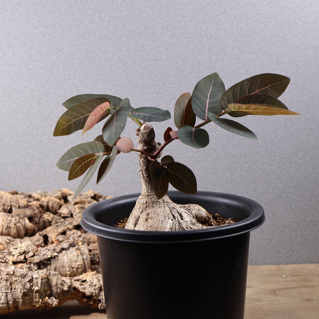 736『フｨランサス ミラビリス』 観葉植物【送料無料】 | MARX PLANTS