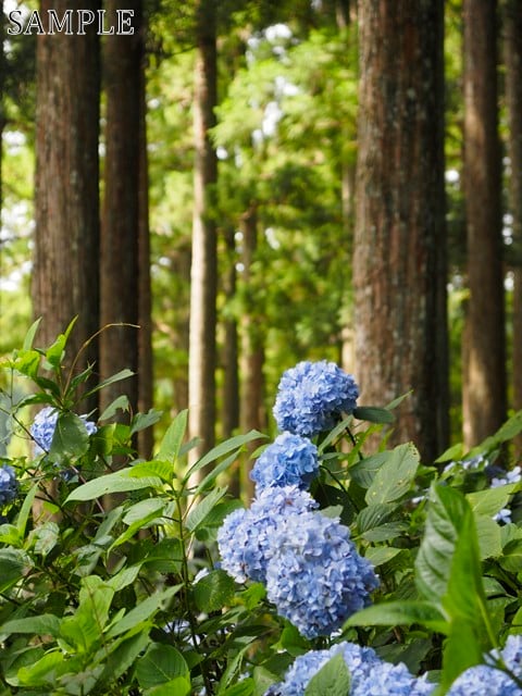 高野山　紫陽花 (4)