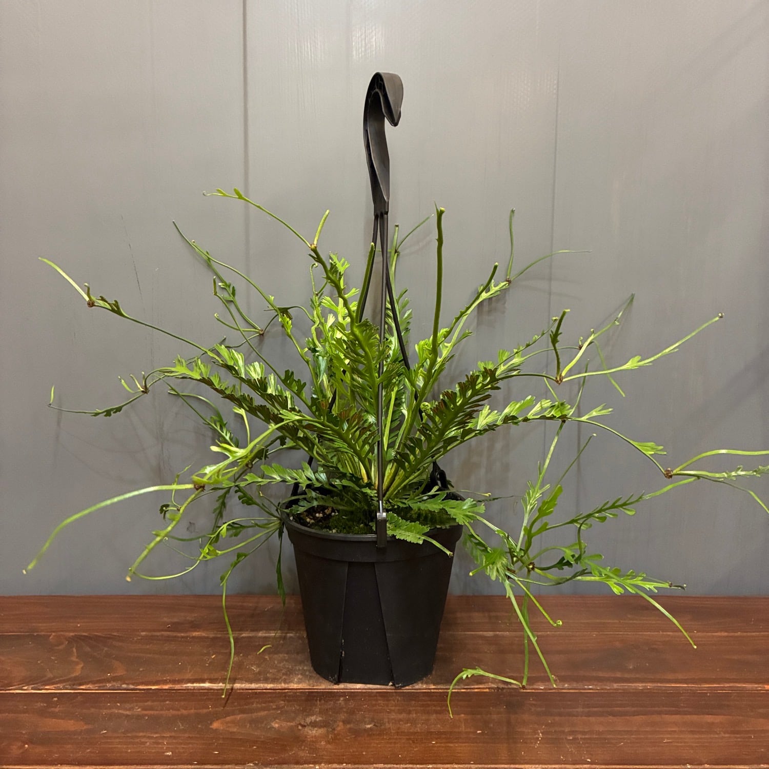 新着3日限定10%OFF】アスプレニウム ケンゾイ【869】 | PROTOLEAF