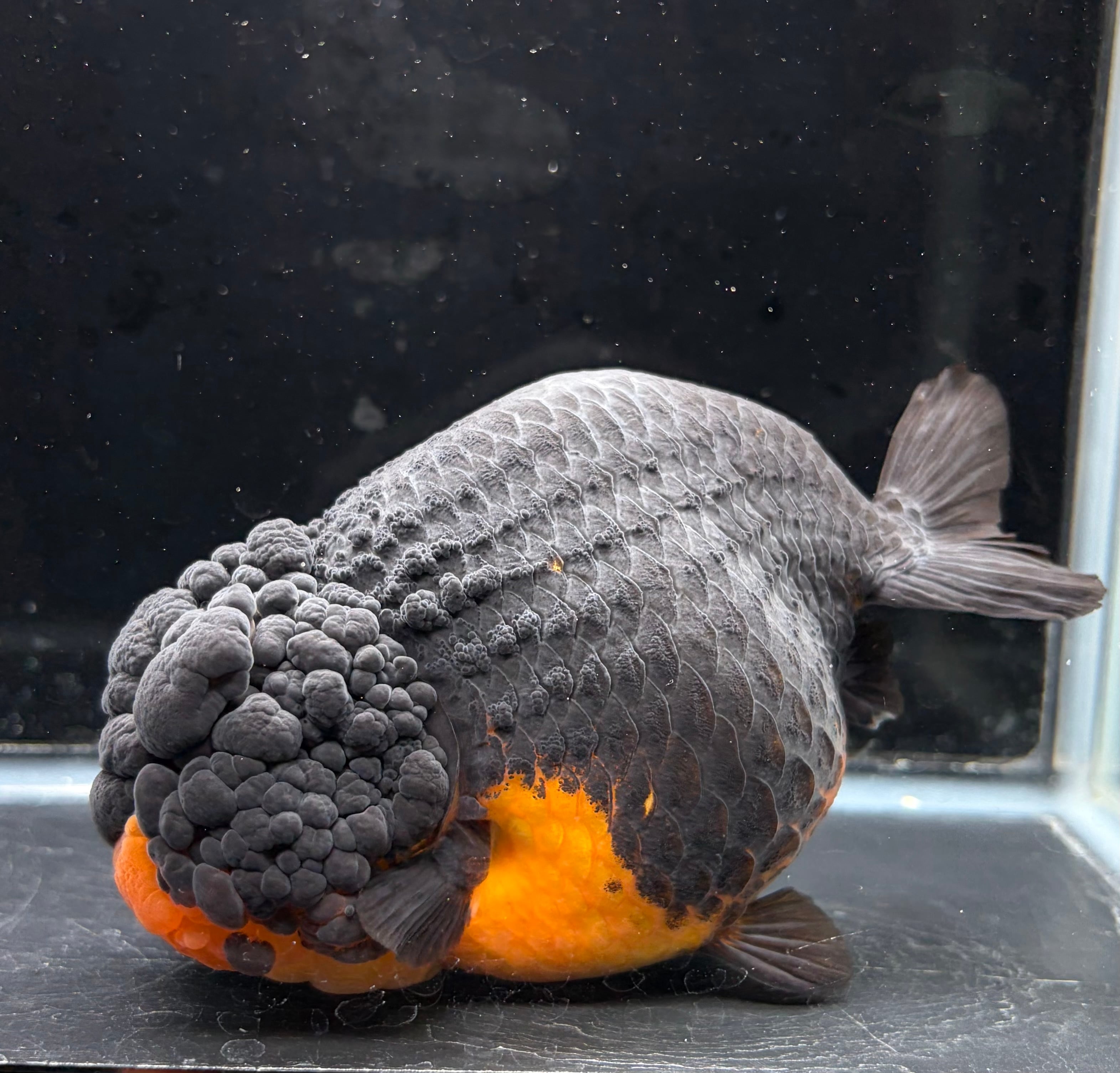 極上 肉瘤モリモリ 三才 レッドブラックらんちゅう 中国産