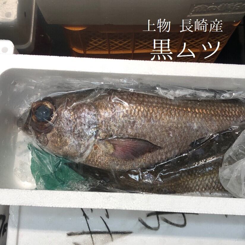 上クロムツ 長崎産 他 1尾1 1 5キロサイズ 黒ムツ 上クロムツ1 1 5k 豊洲市場 冷蔵 Okawari 豊洲直送の高級海産物をお届け 上クロムツ 長崎産 他 1尾1 1 5キロサイズ 黒ムツ 上クロムツ1 1 5k 豊洲市場 冷蔵 Okawari 豊洲直送の高級海産物をお届け