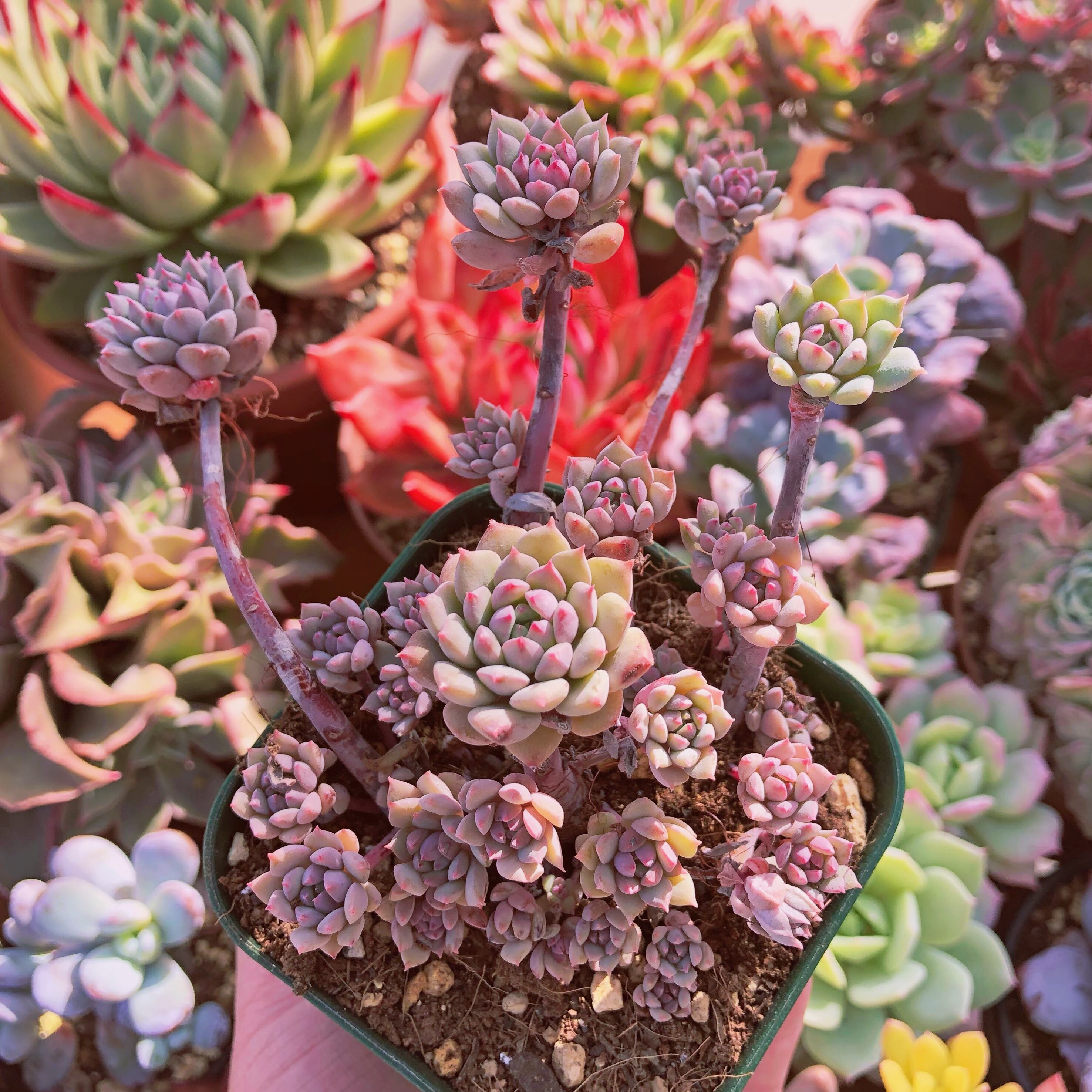 多肉植物　クリシアンライオン　抜き苗