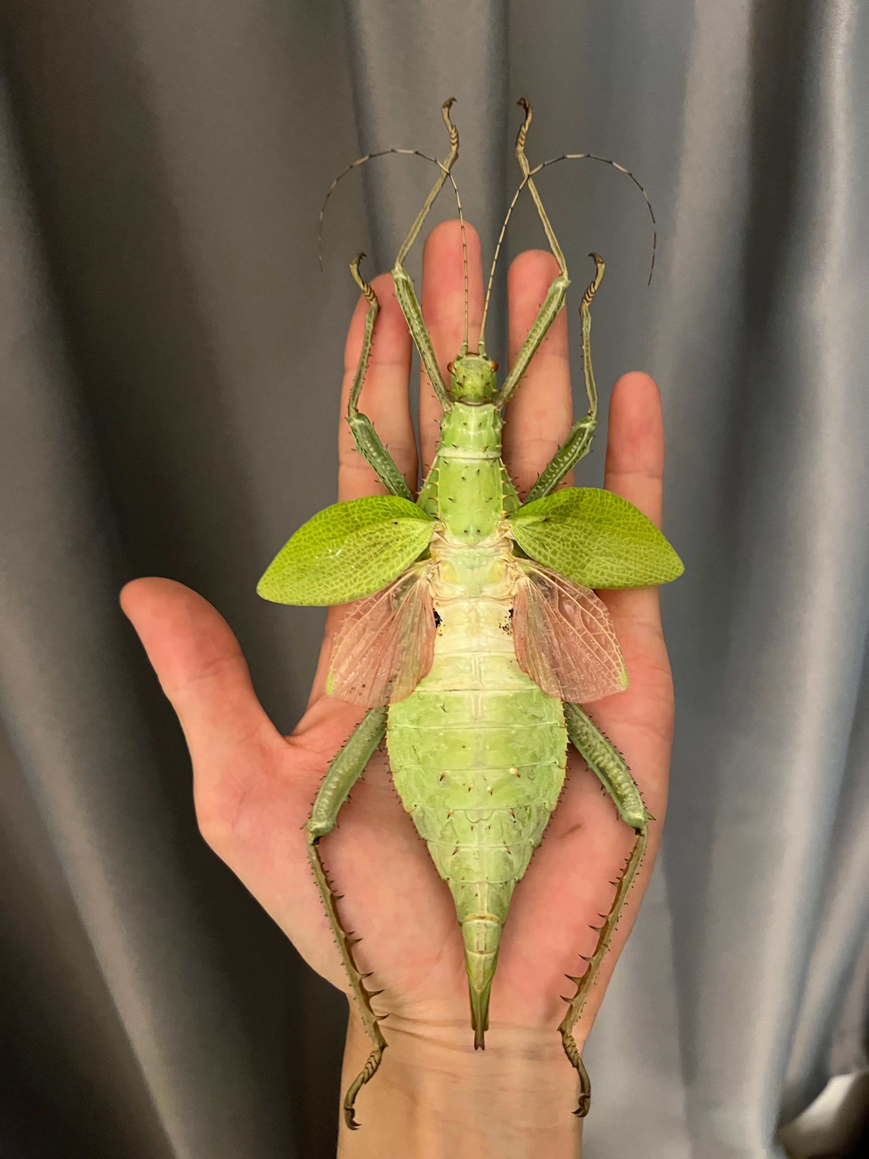 特大極美】サカダチコノハナナフシ♀ 154mm コノハムシタランチュラ