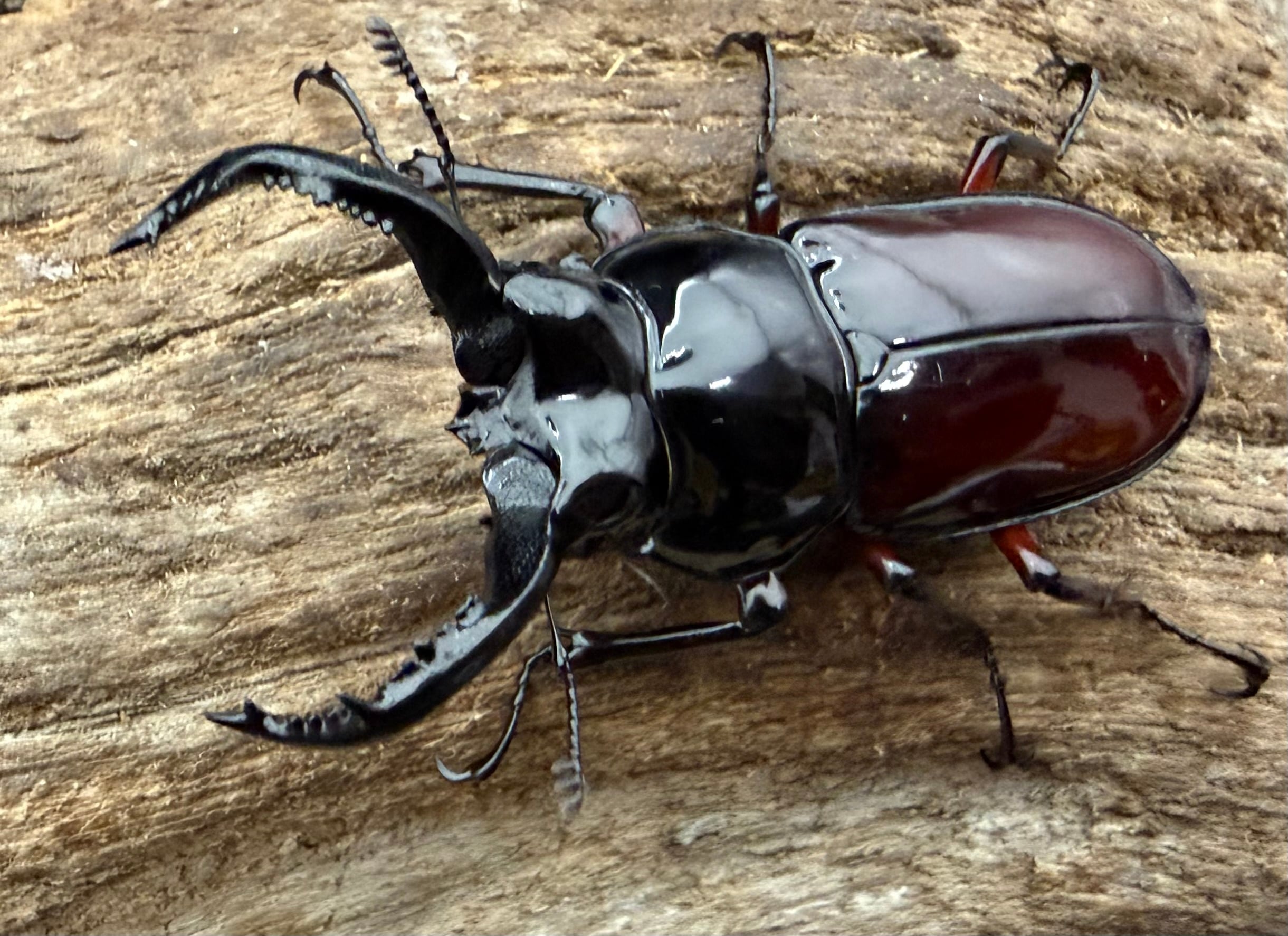 121mm】タイタンオオウスバカミキリ カブトムシクワガタハナムグリ