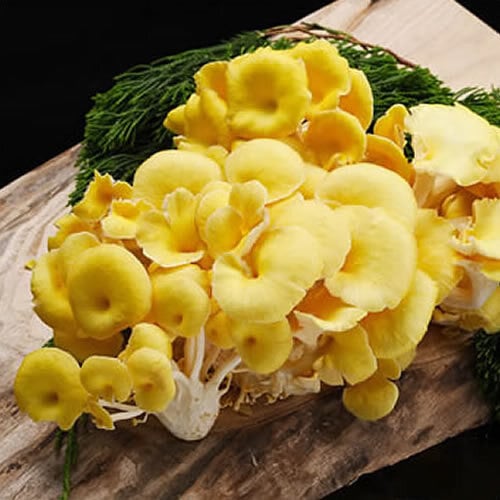 たもぎ茸 300gパック | β- グルカン豊富！料理を華やかに彩 る黄金