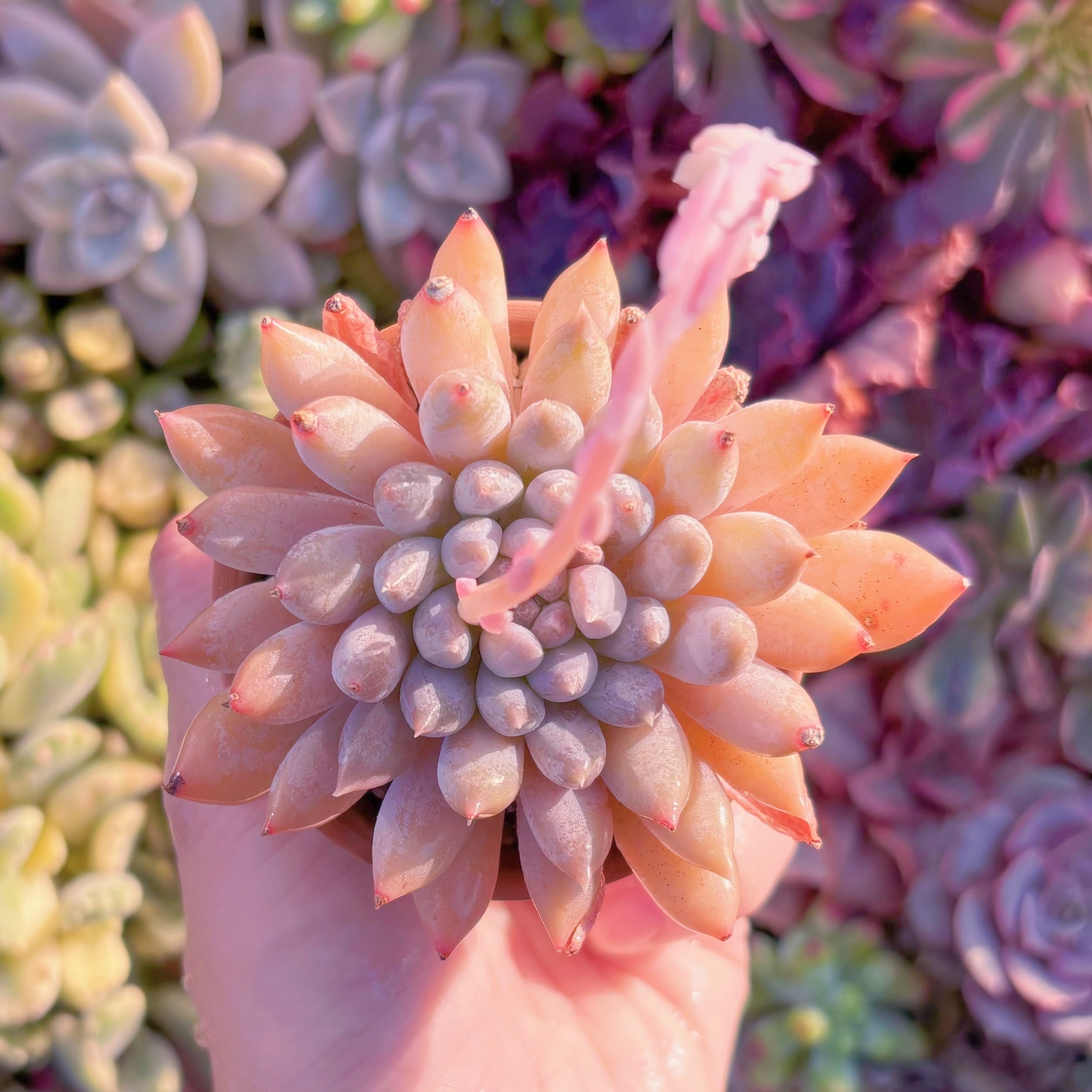 現品　宵桃（よいもも）#M277　在庫僅少　るる農園