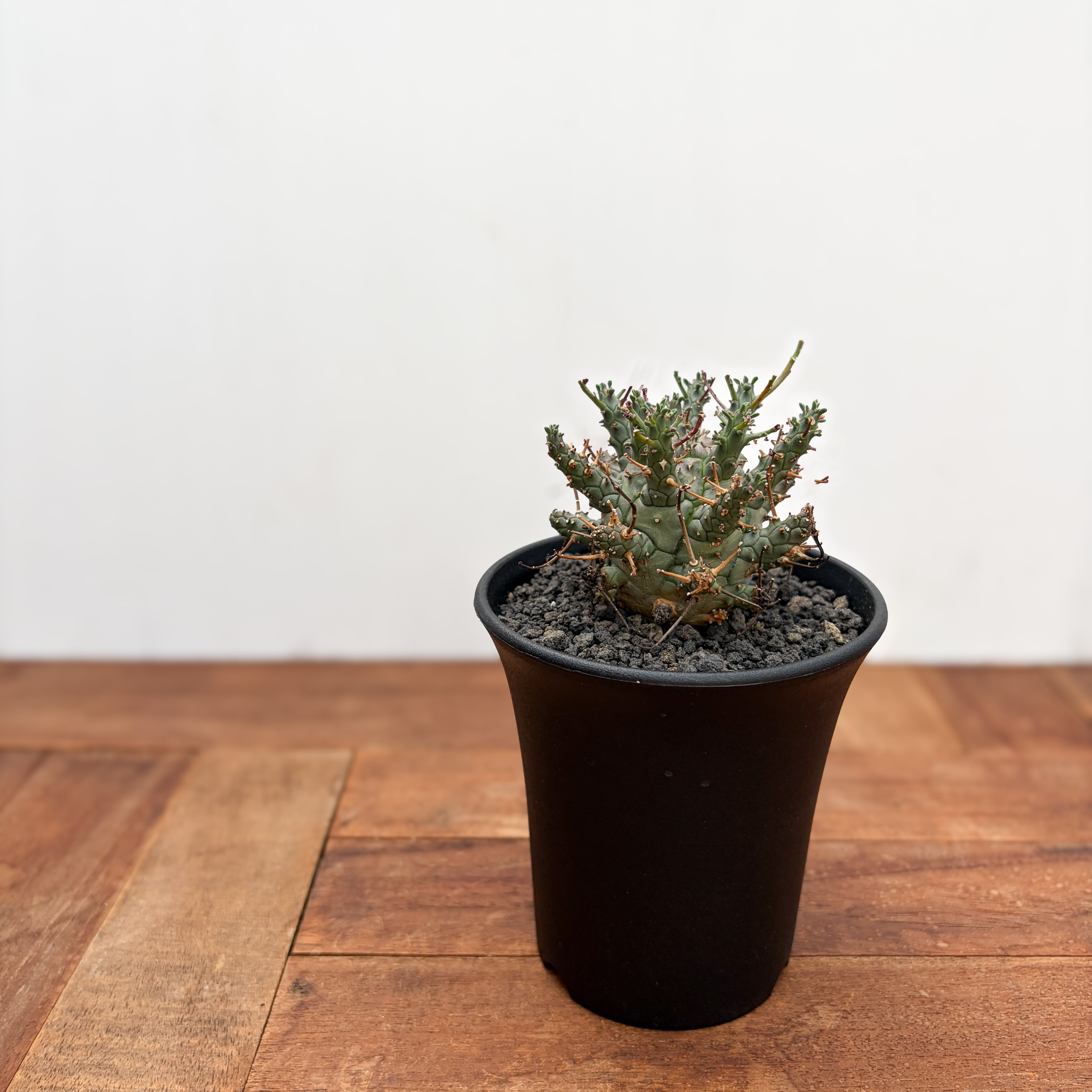 Euphorbia Decepta【ユーフォルビア・デセプタ・実生】 | RIMO'S GREEN