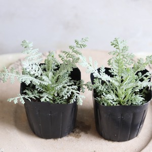 シルバーレース　カラーリーフ　寄せ植えに最適