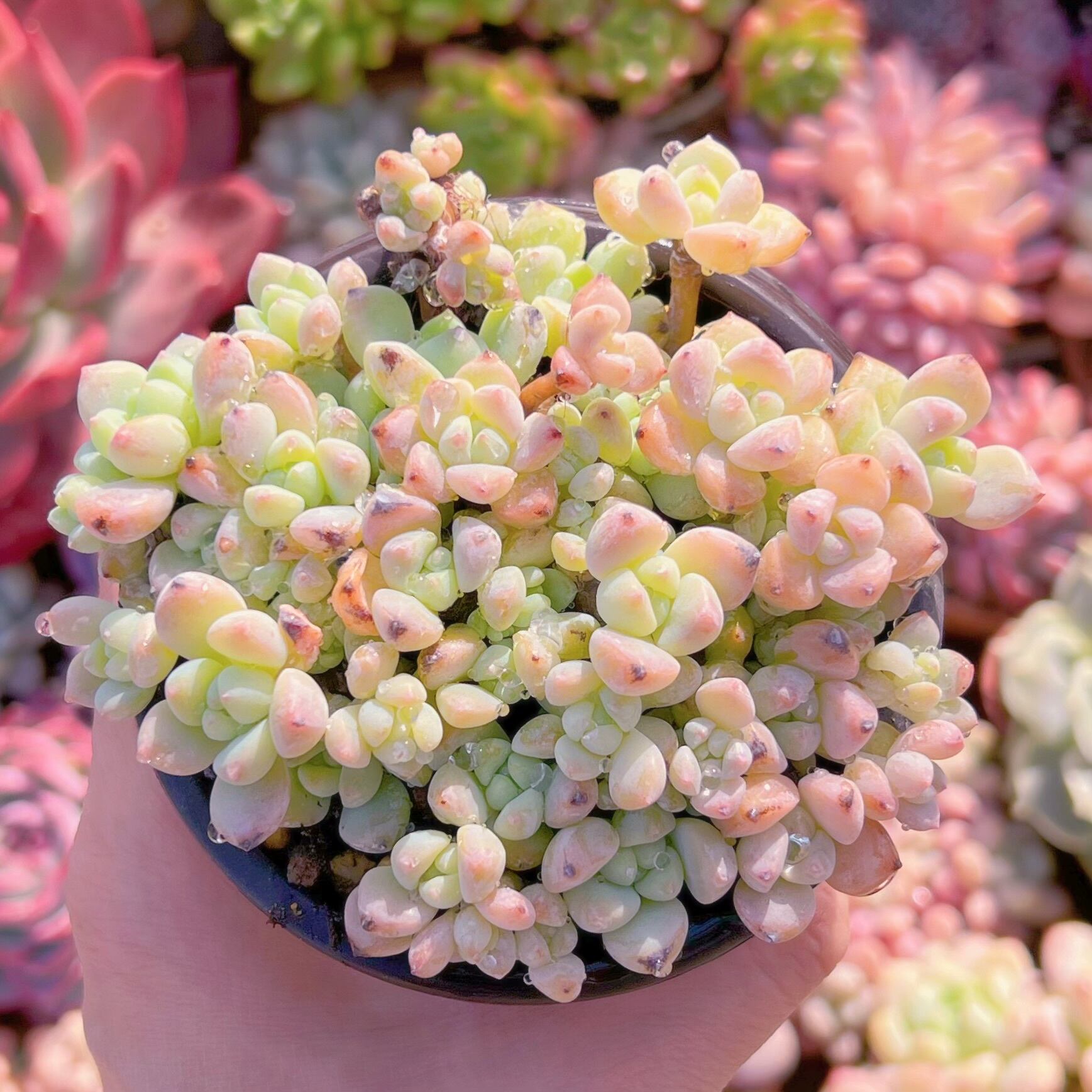 現品　新品種　香姫#690　新入荷　るる農園