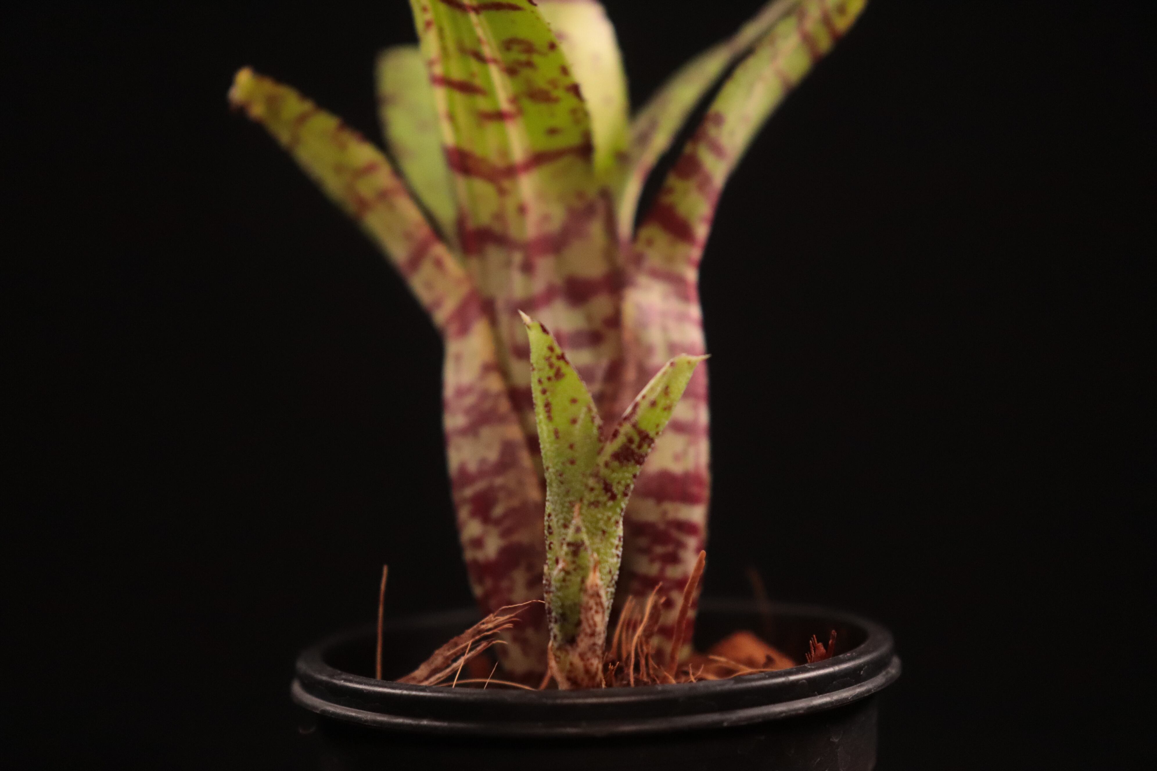 送料無料】Neoregelia 'Gremlin'〔ネオレゲリア〕現品発送N0514