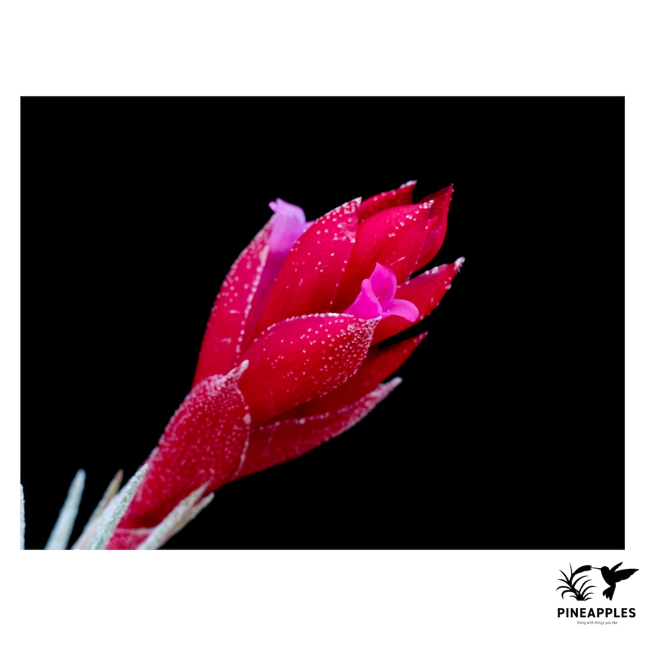 Tillandsia heubergeri x sprengeliana - 2