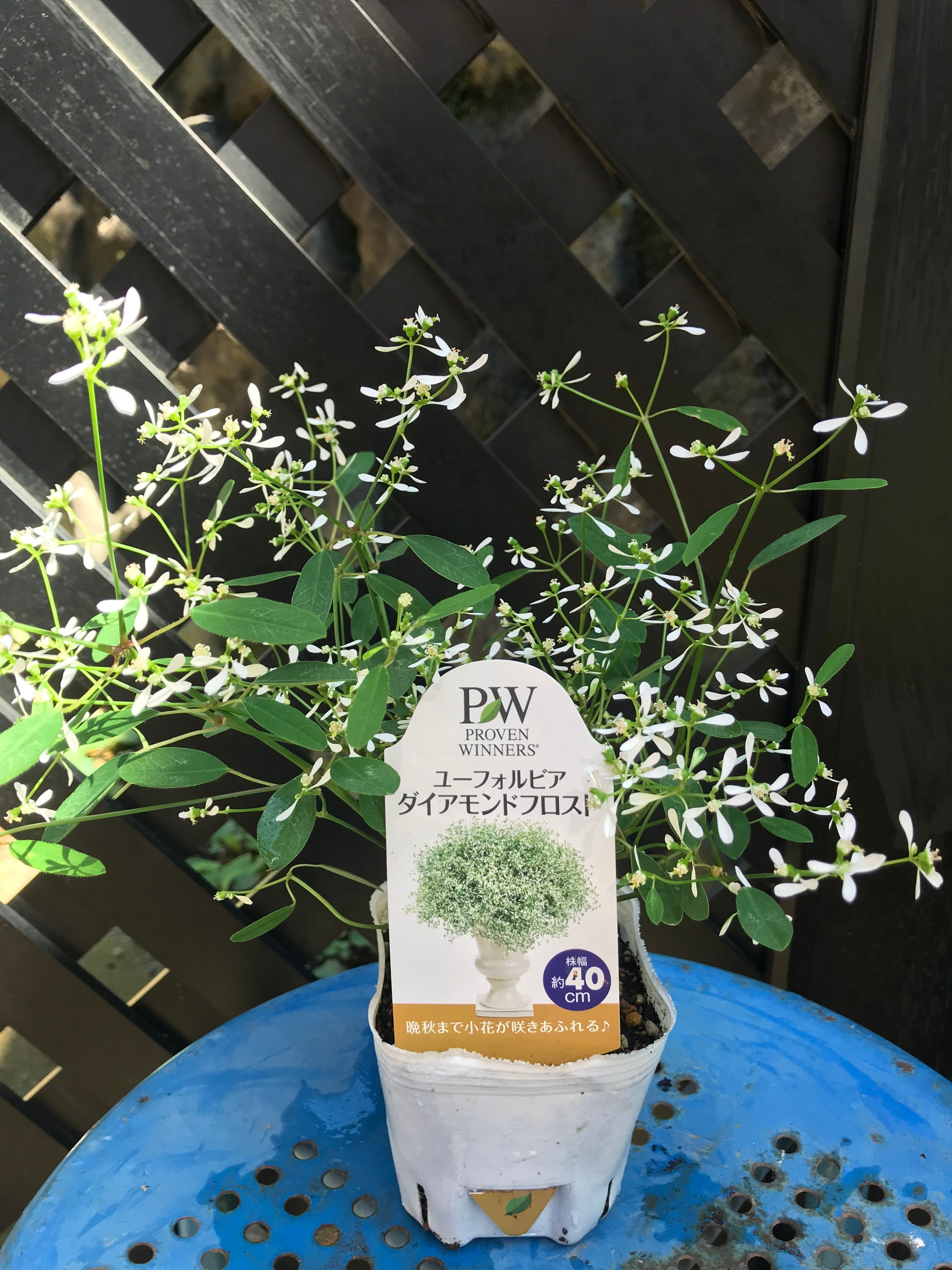 ユーフォルビア ダイアモンドフロスト Vertmarche