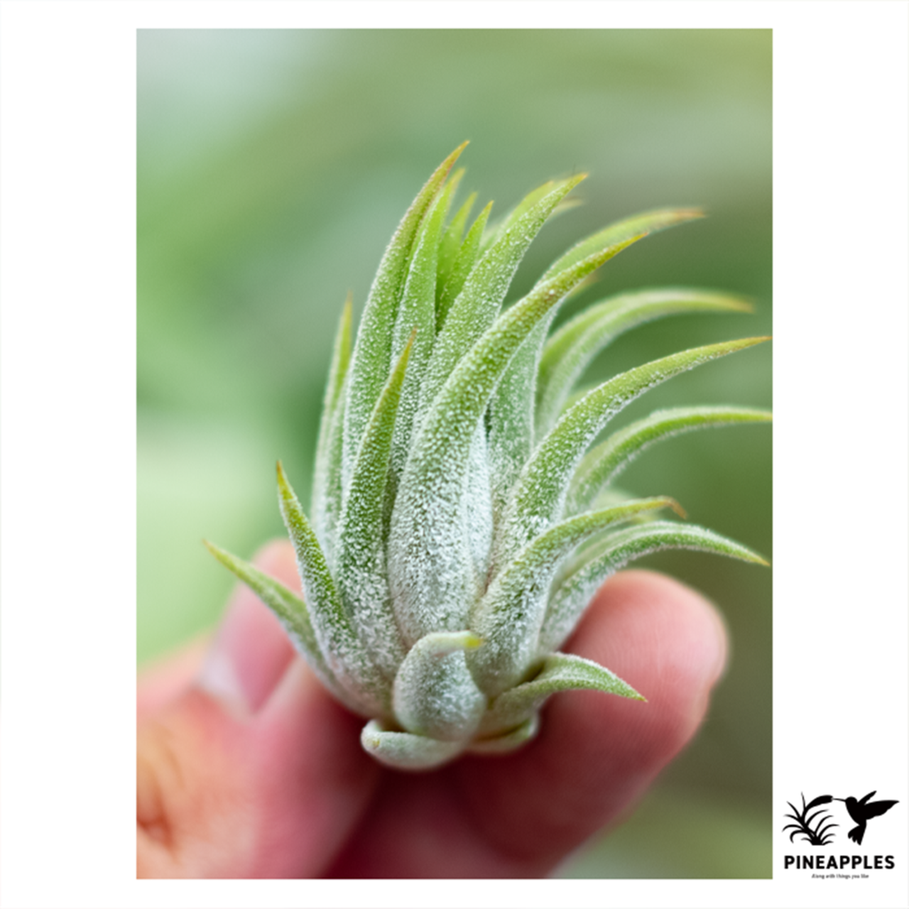 Tillandsia ionantha 'Colombia Form' - 1