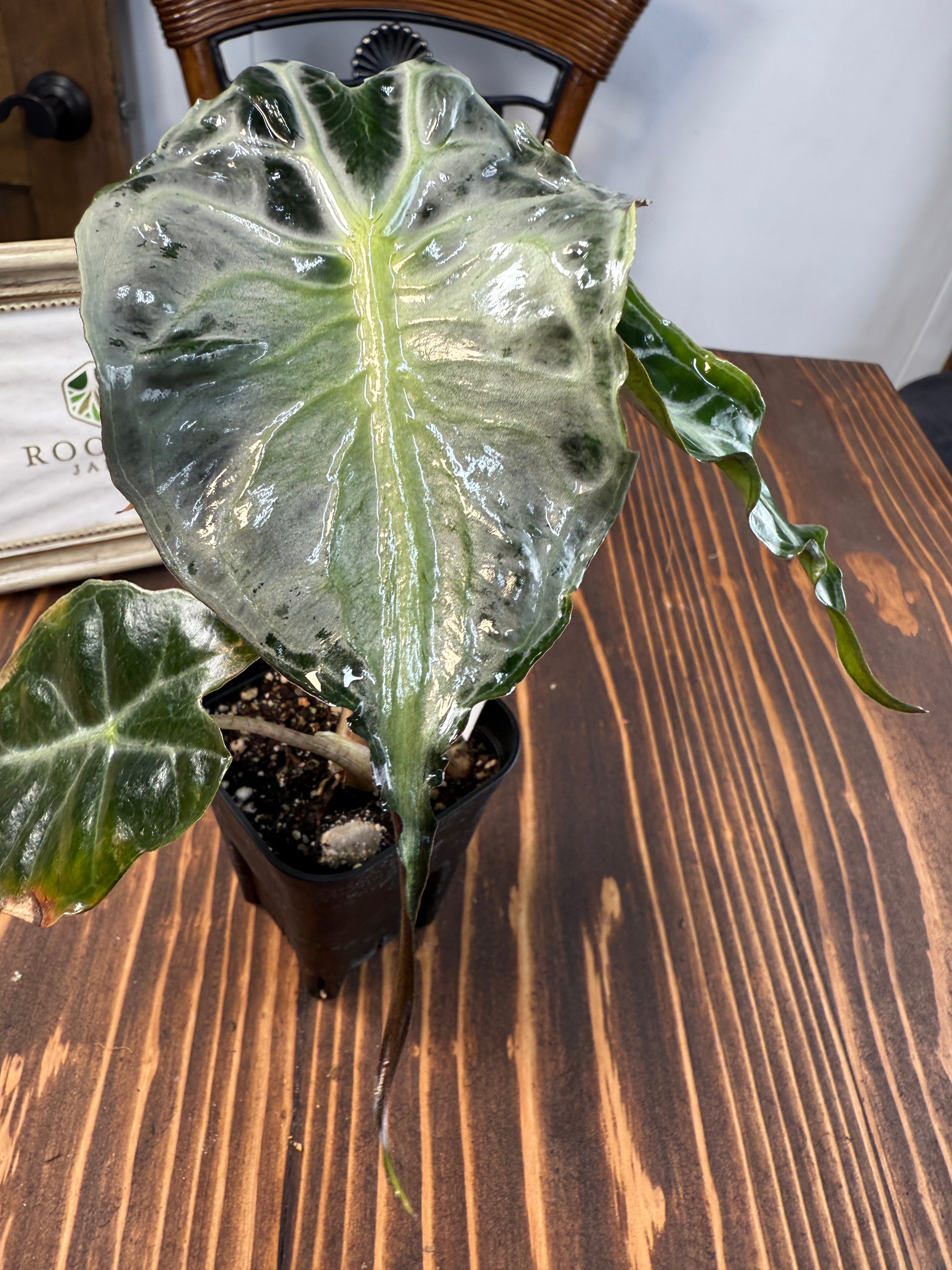 ☆1932【希少種】アロカシア ヴェノム（2.5号ロング硬質ポット）※送料