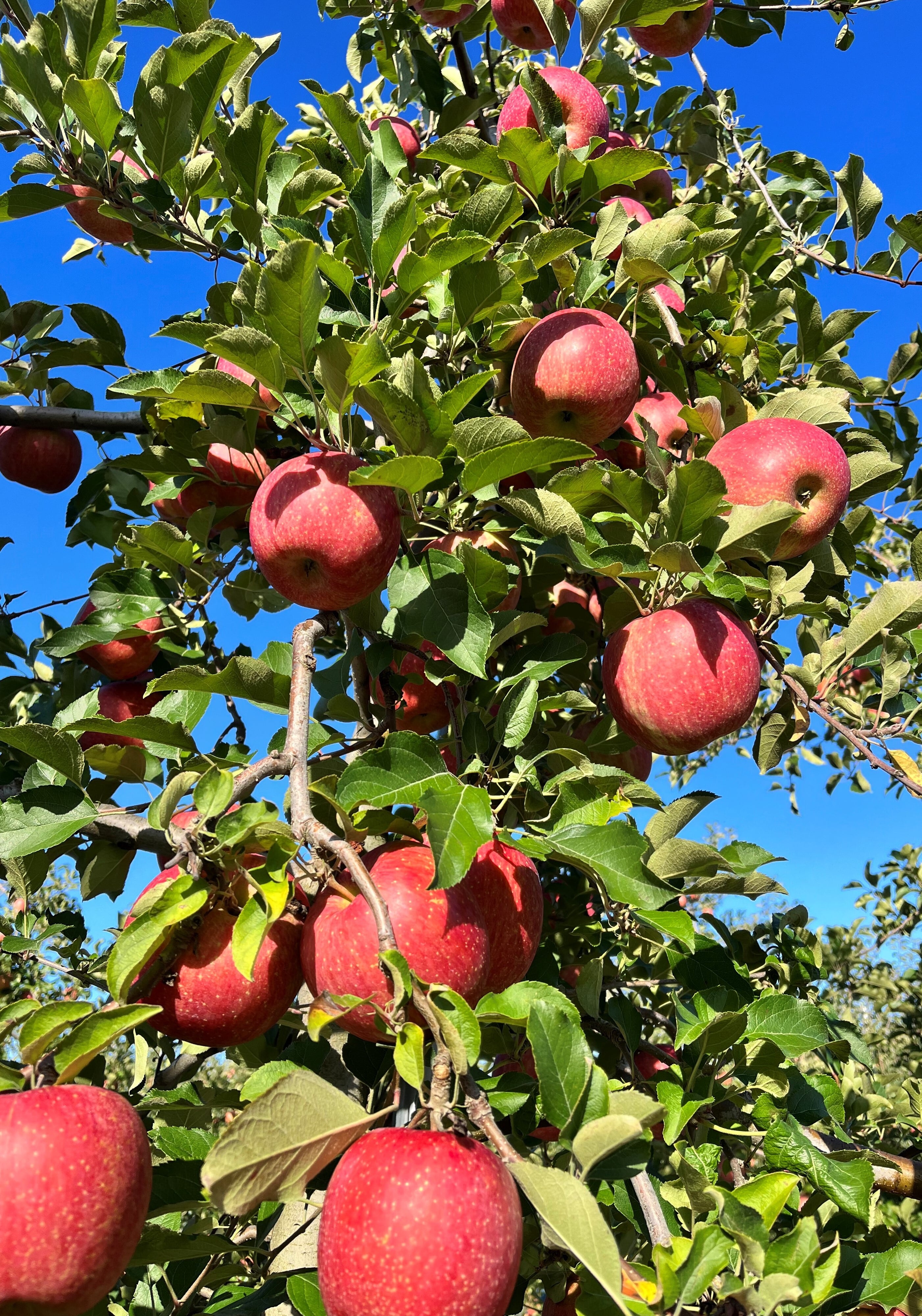 葉取らずサンふじ贈答用　3kg