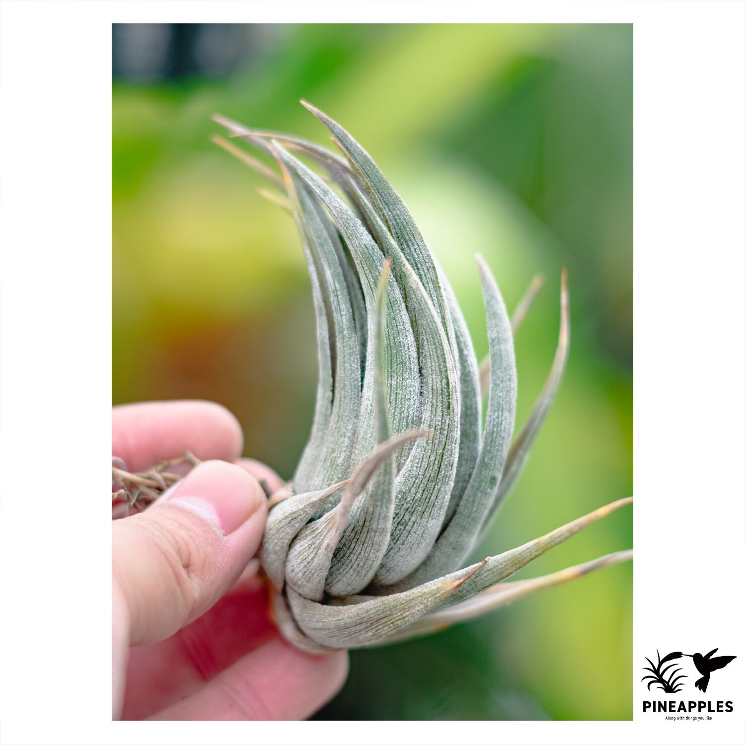 Tillandsia bulbosa 'Tiny Dancer' チランジア・ブルボーサ タイニー
