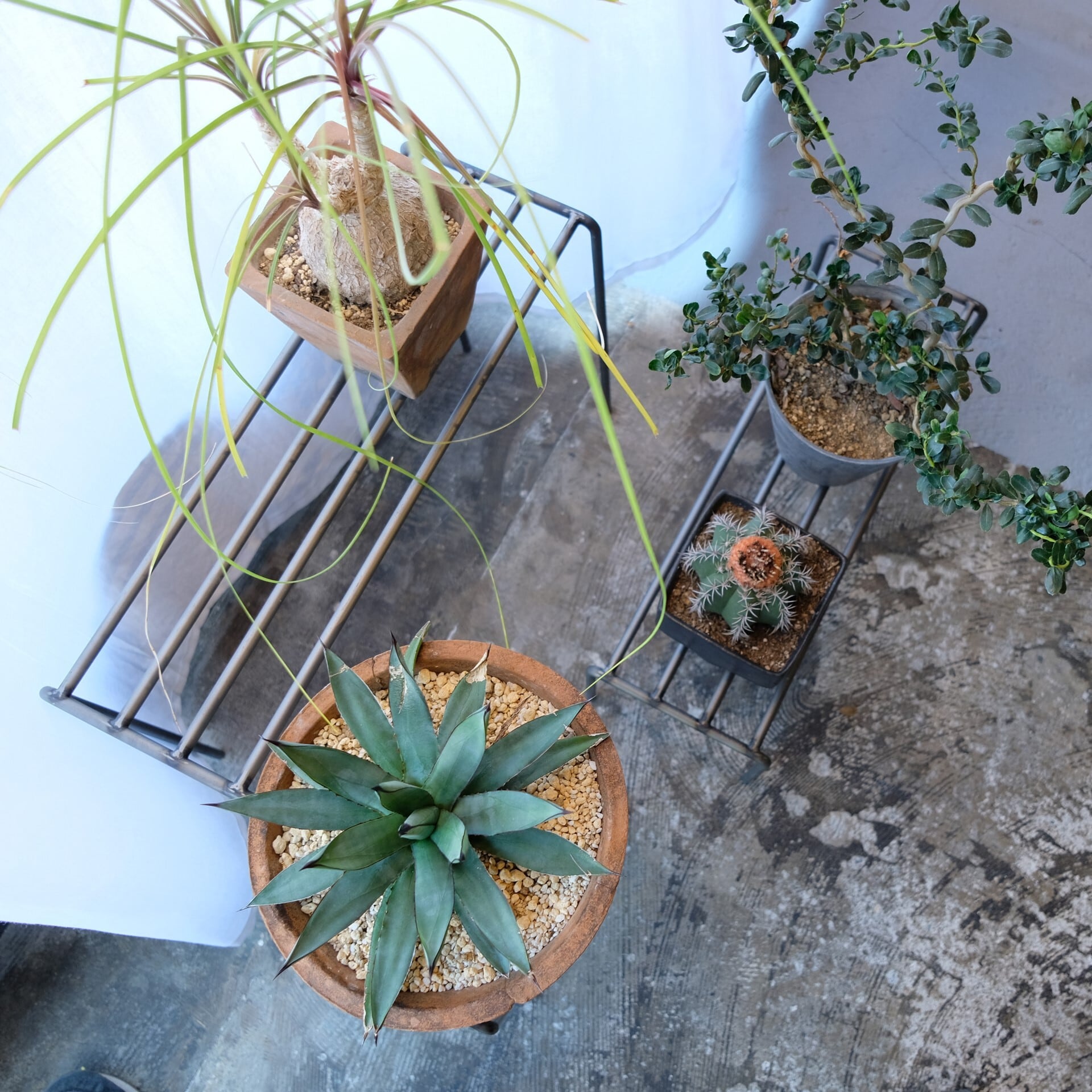 KNOP plant stands [WIDE 3 pieces set] | WEST VILLAGE TOKYO