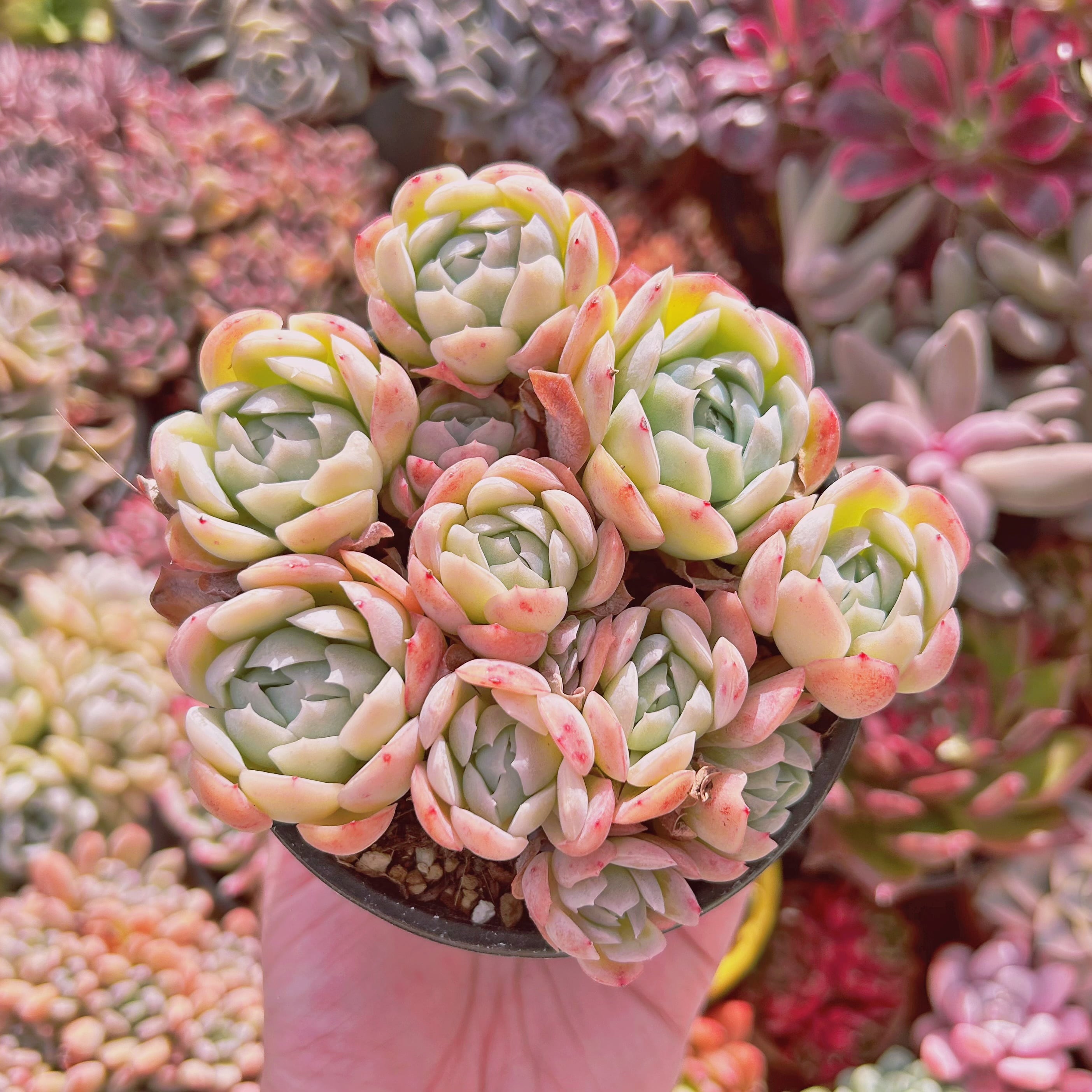 #985現物　多肉植物　ストロベリー　特大