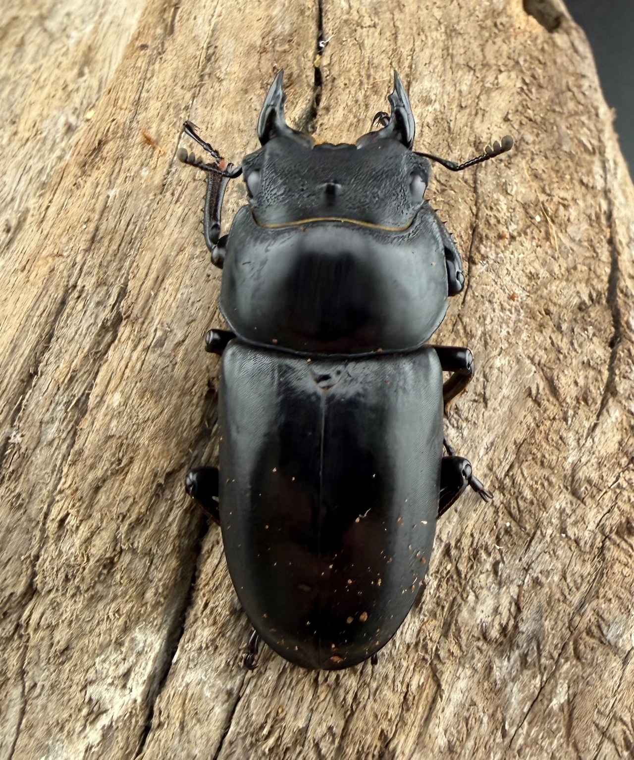 《ネパレンシス ランターン産 53mm ♂♀♀トリオ》