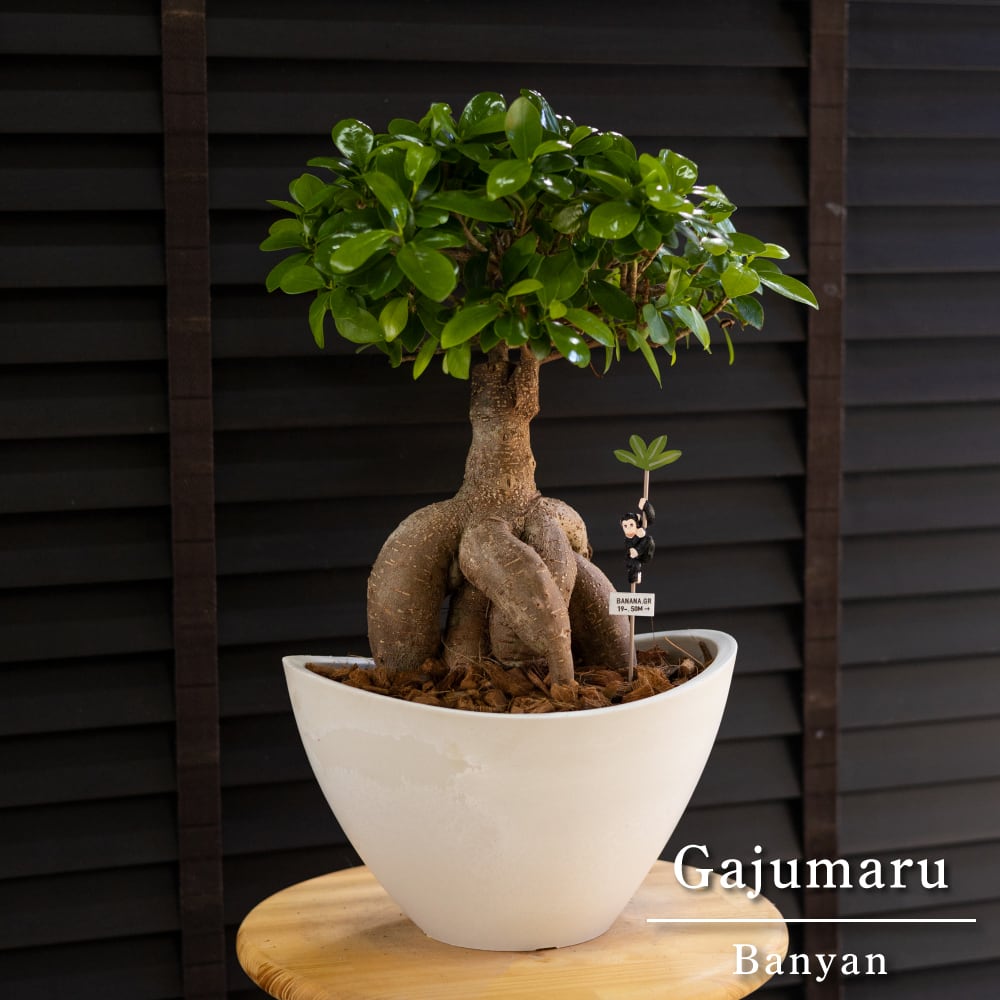 運気UP ガジュマルの木 7号 ピック付 観葉植物 ガジュマル 多幸の木