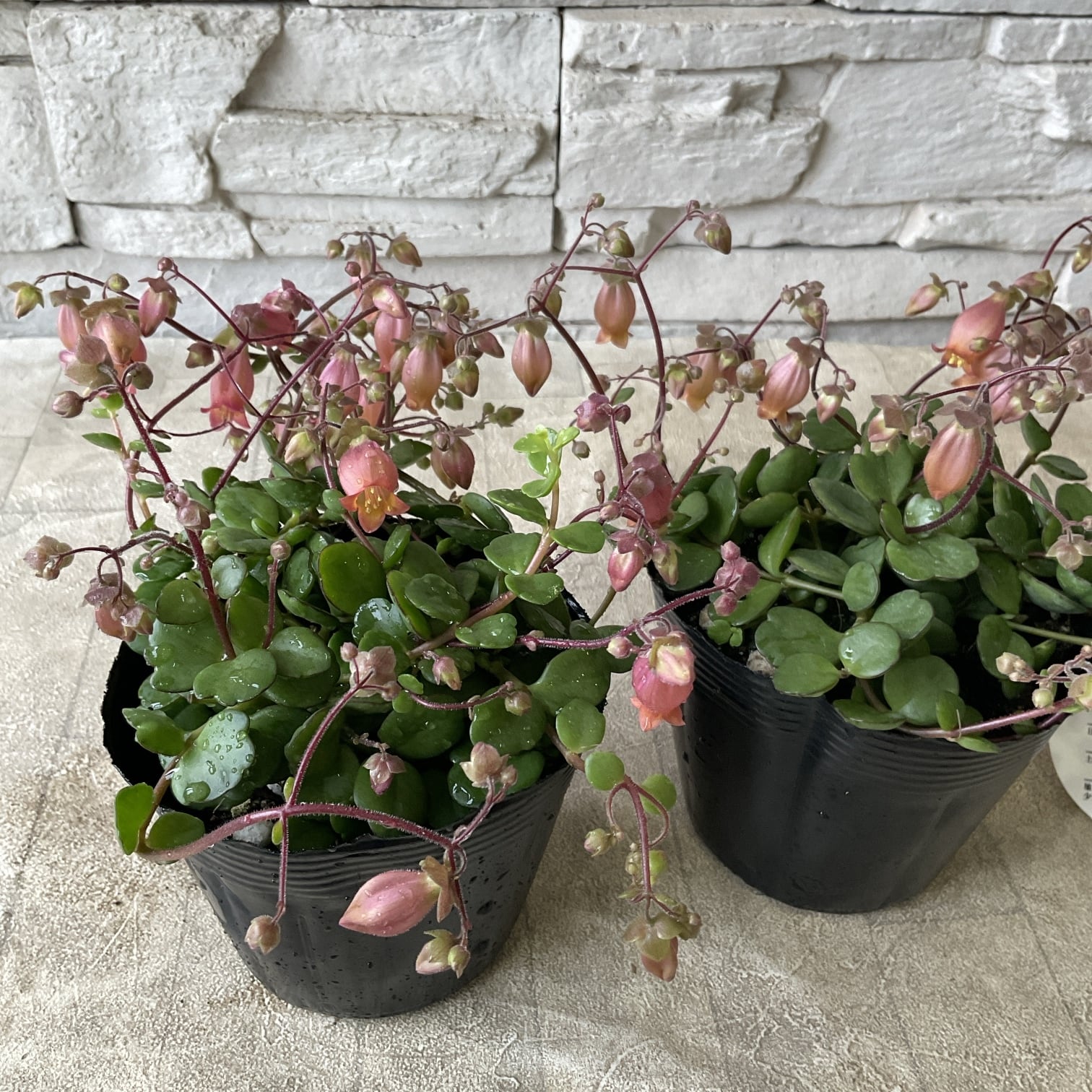 鉢花 | 橋本種苗園