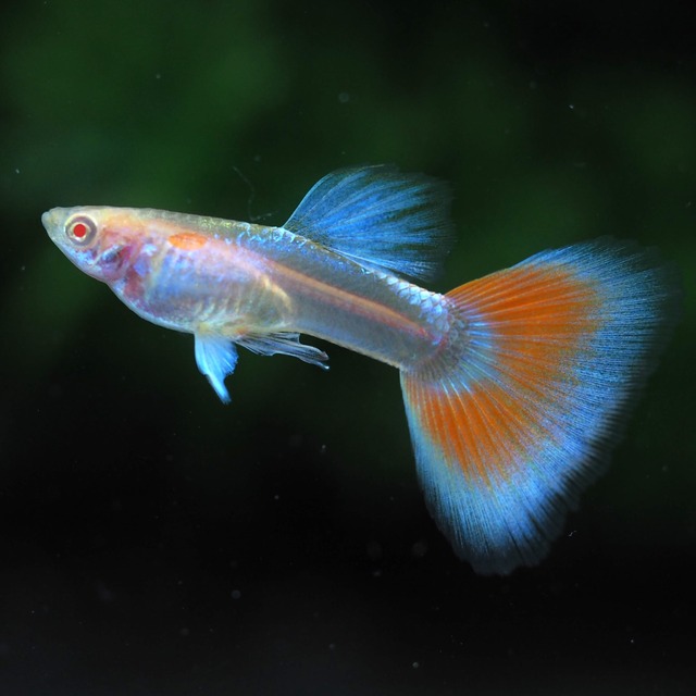 【現物】RREAアクアマリンレッドテールタキシードリボン　1カルテット