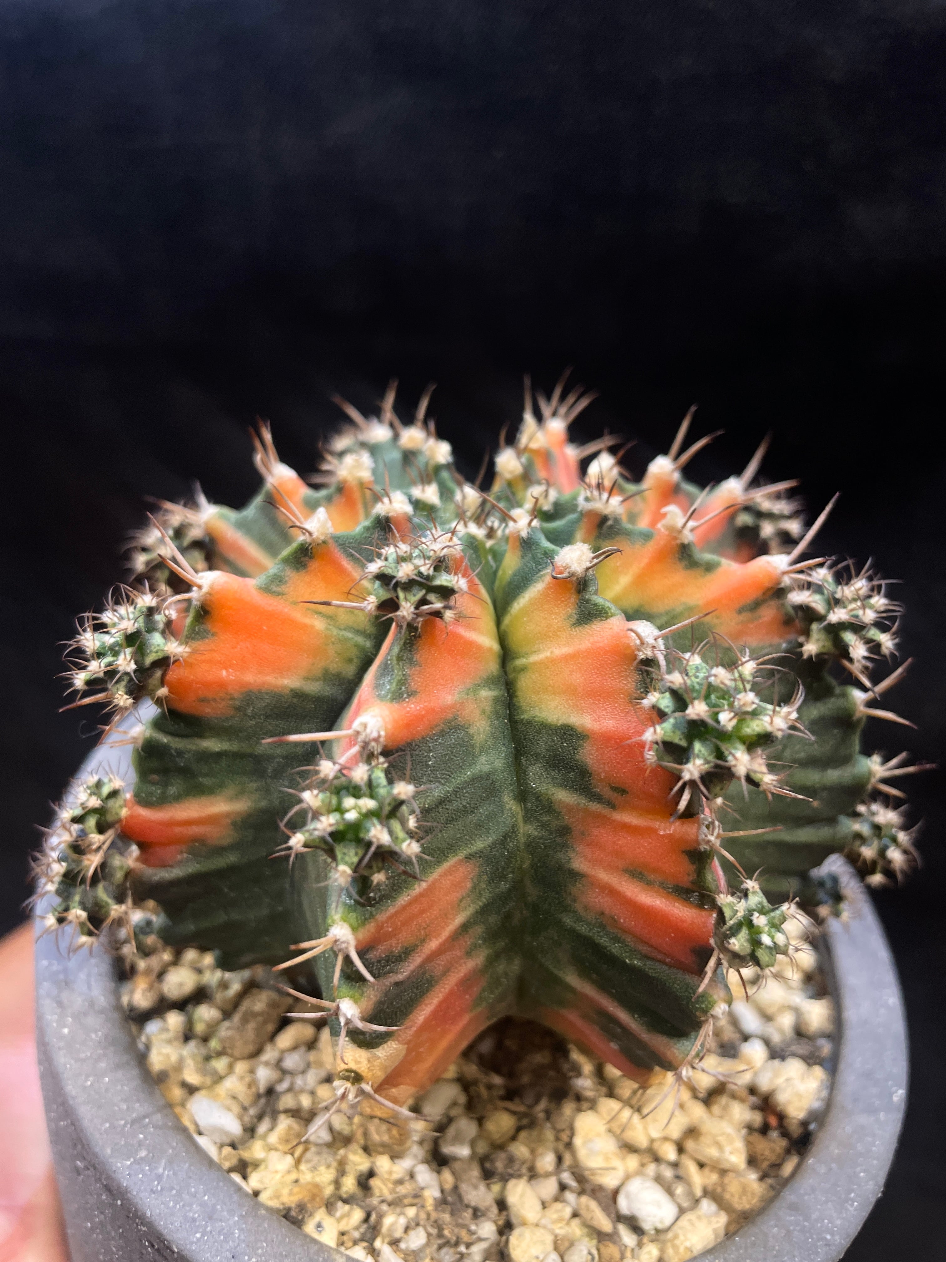 ブーファン・ハエマンソイデス／Boophane haemanthoides | inco堂植物園
