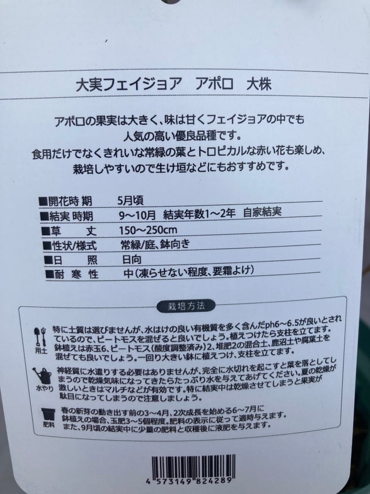 フェイジョア・アポロ 5号ポット | 日本ライン花木センター