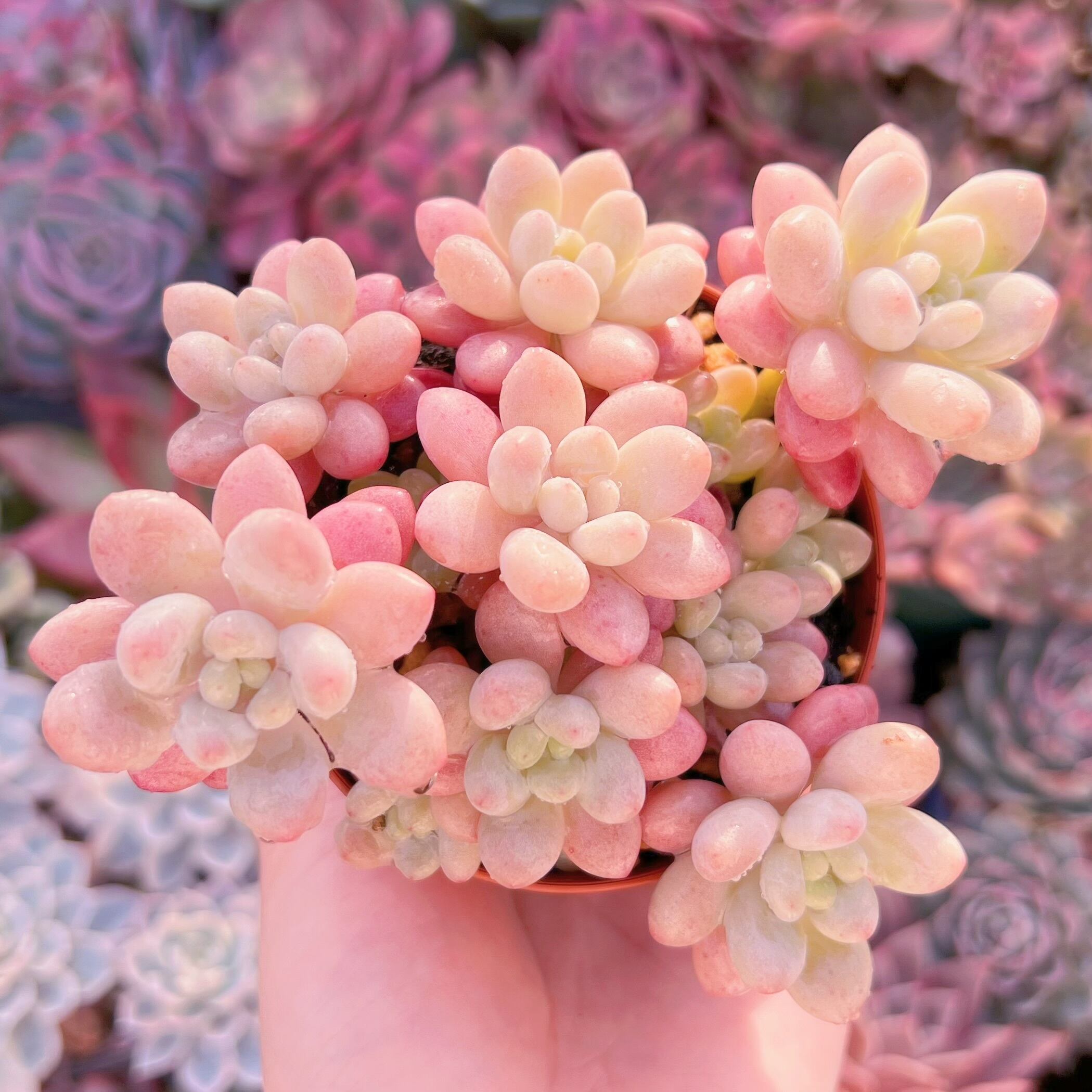 現品　キャビア#678　新入荷　るる農園