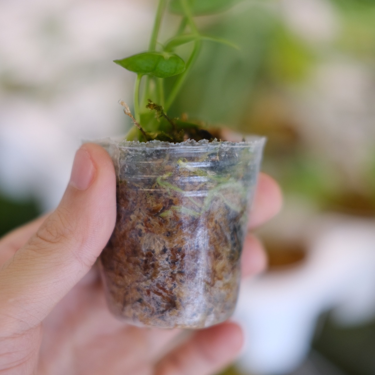 【実生】アンスリウム ワロクアーナム / Anthurium warocqueanum② / 観葉植物<育て方・花言葉>