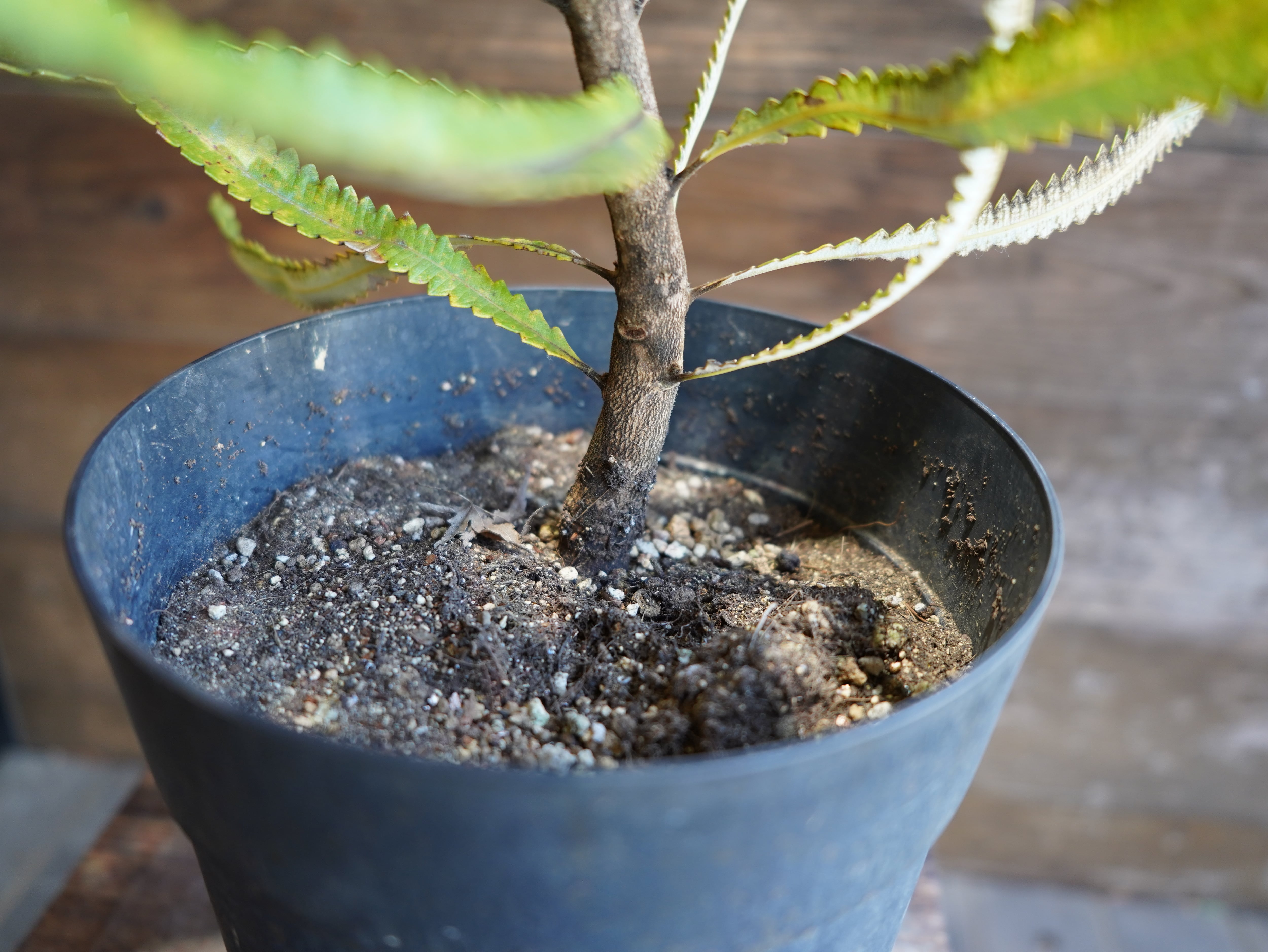 【現物】バンクシア　”バーデッティ”　C