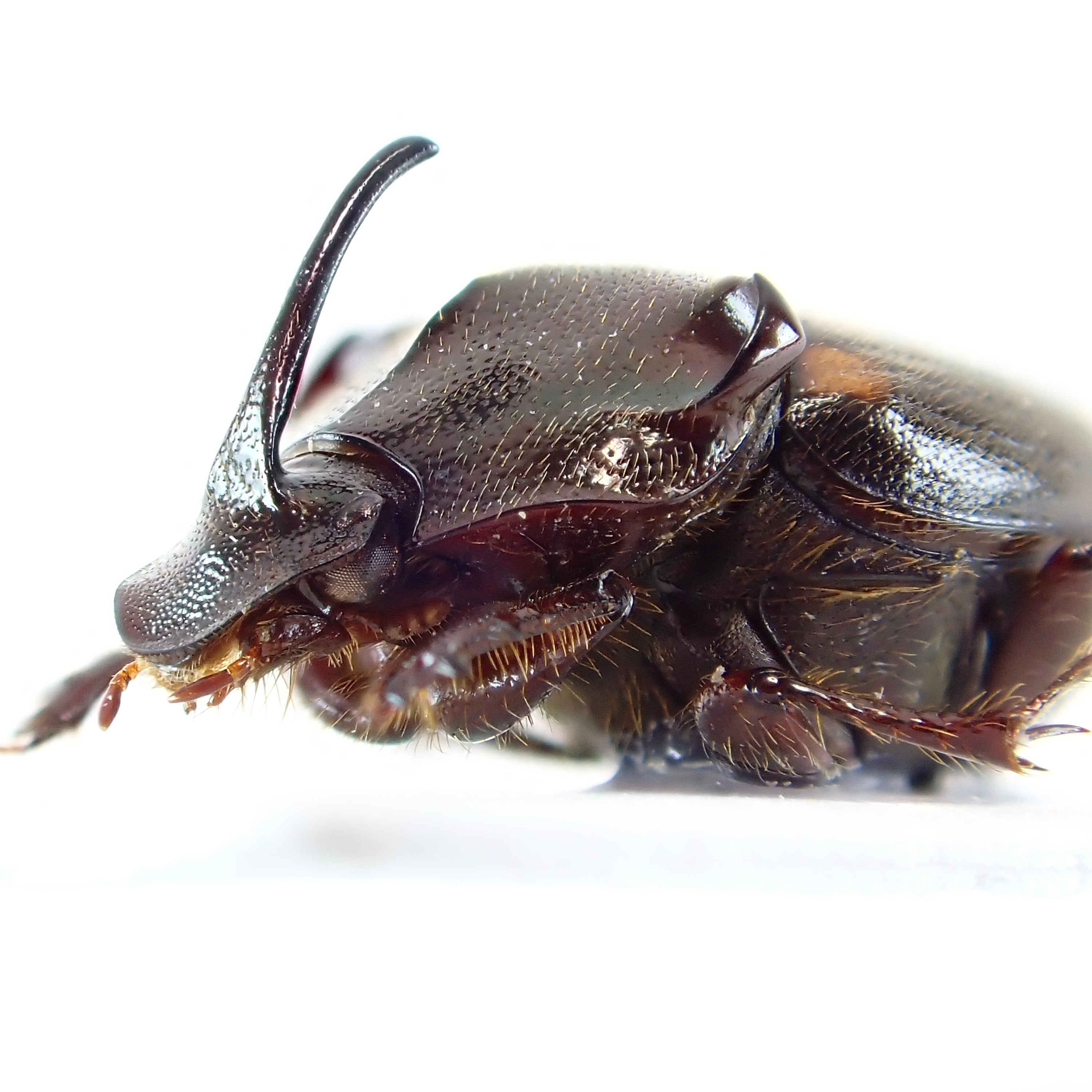 ベトナム産 Paraphanaeomorphus phanaeiformis ♂ 8mm | 昆虫標本